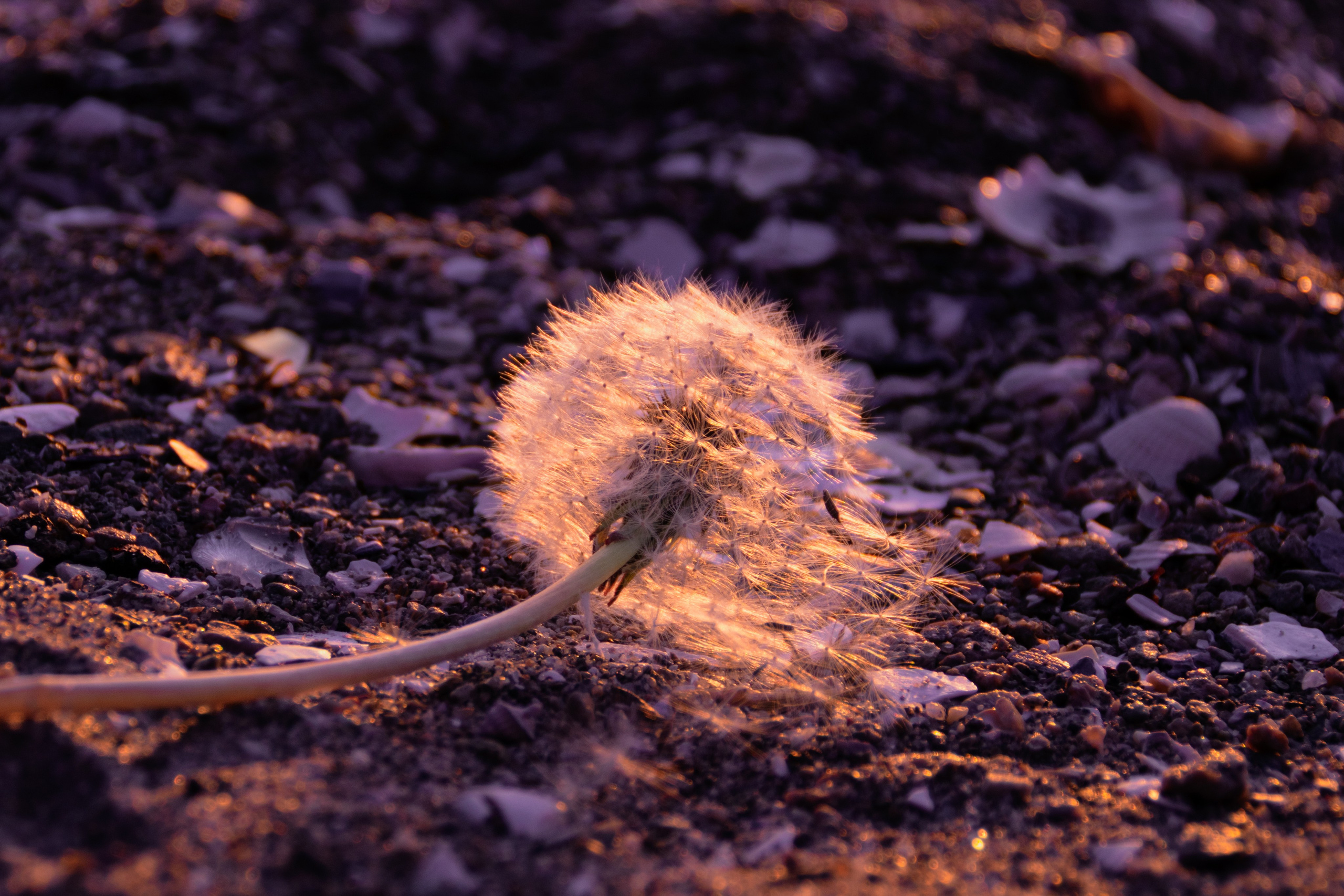 Portfolio. Photographer in Sotenäs municipality. Fotograf i Sotenäs kommun