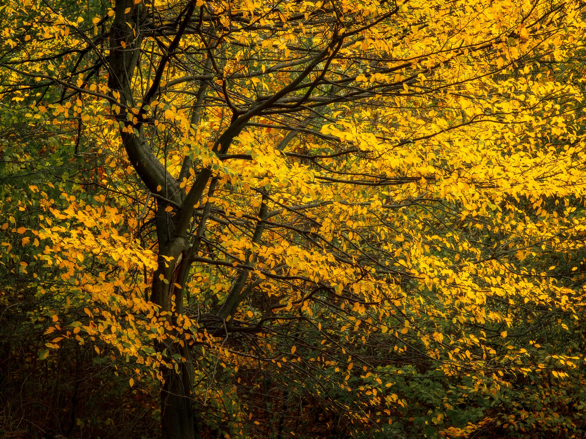 Woodlands. Nature Photographer and Videographer from Germany