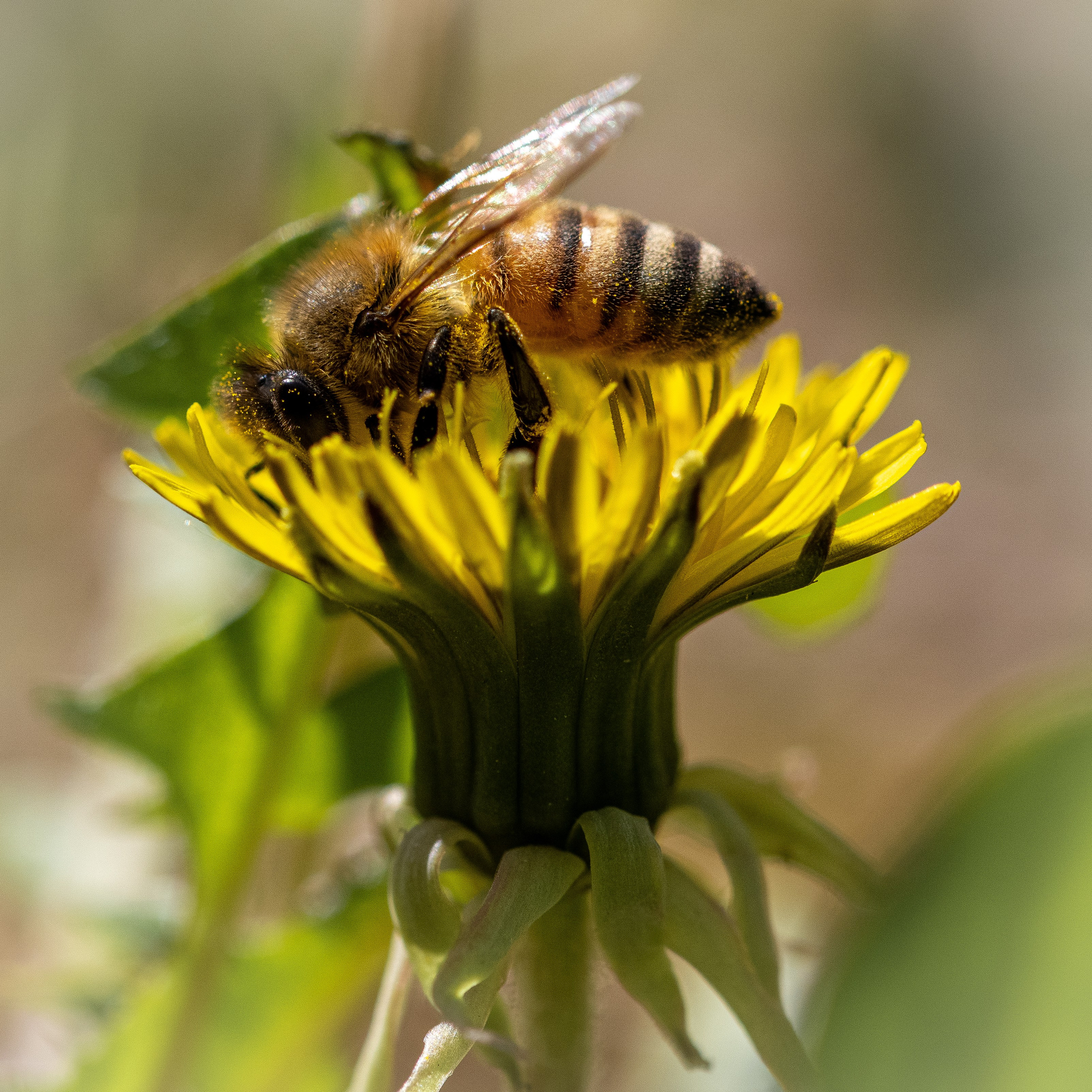 Apicultura Bergadano. “Gianmaria Coscia fotografo per passione”