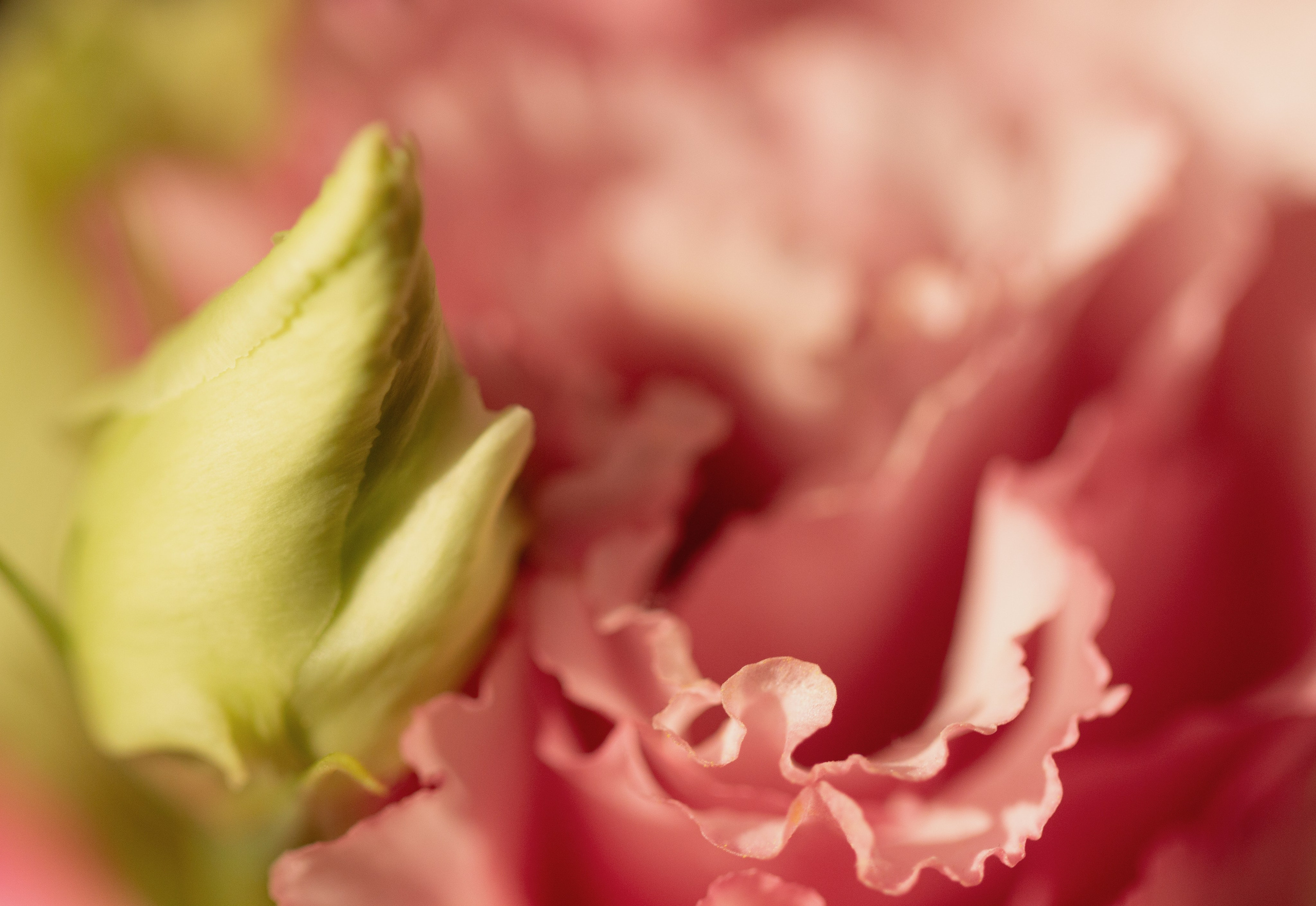 Macro photograph of a flower's central stamen and petals, revealing fine floral textures in pink and green hues