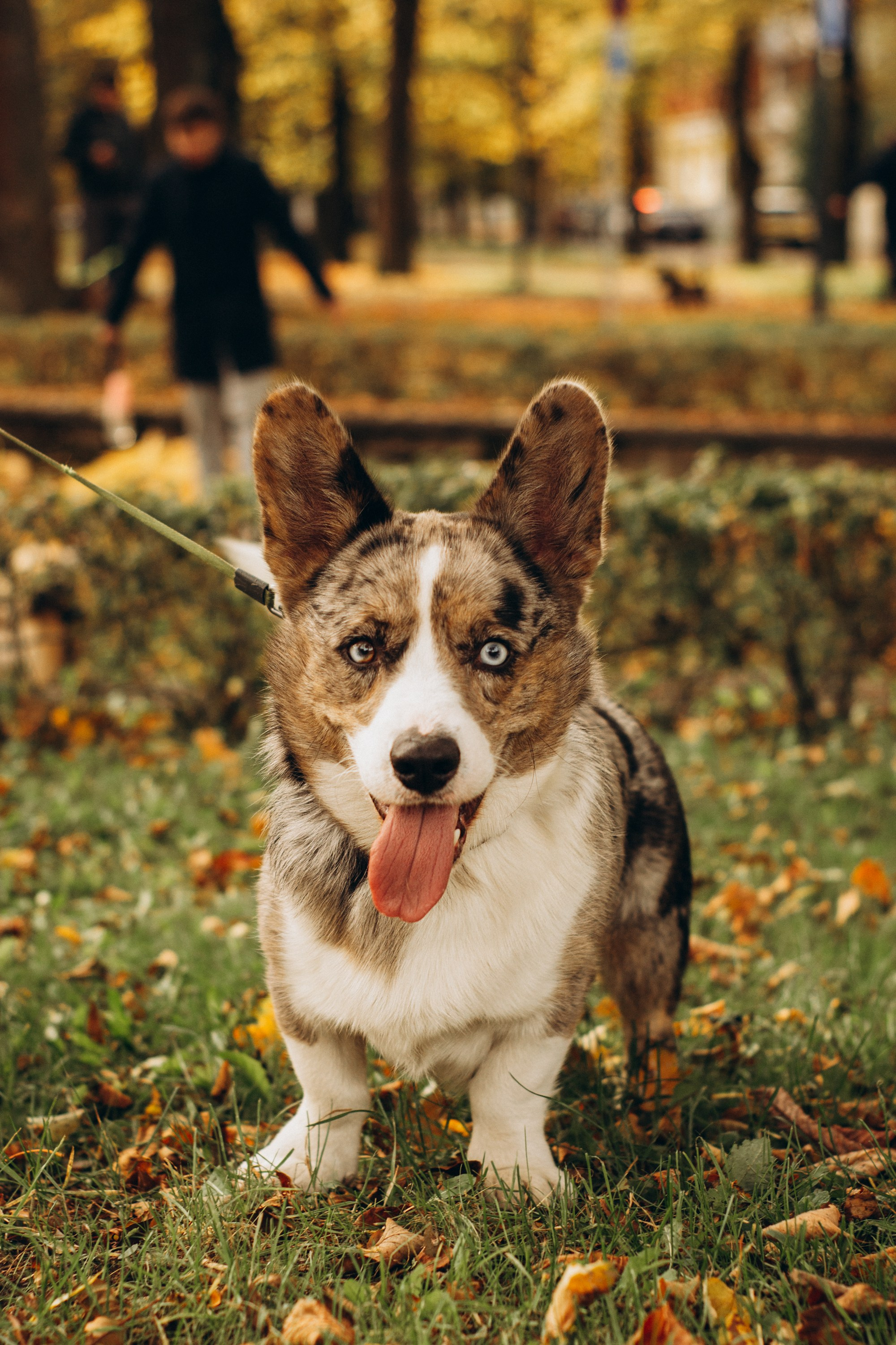 Corgi party, october. Kat Laisaar — Pet photographer in Tallinn