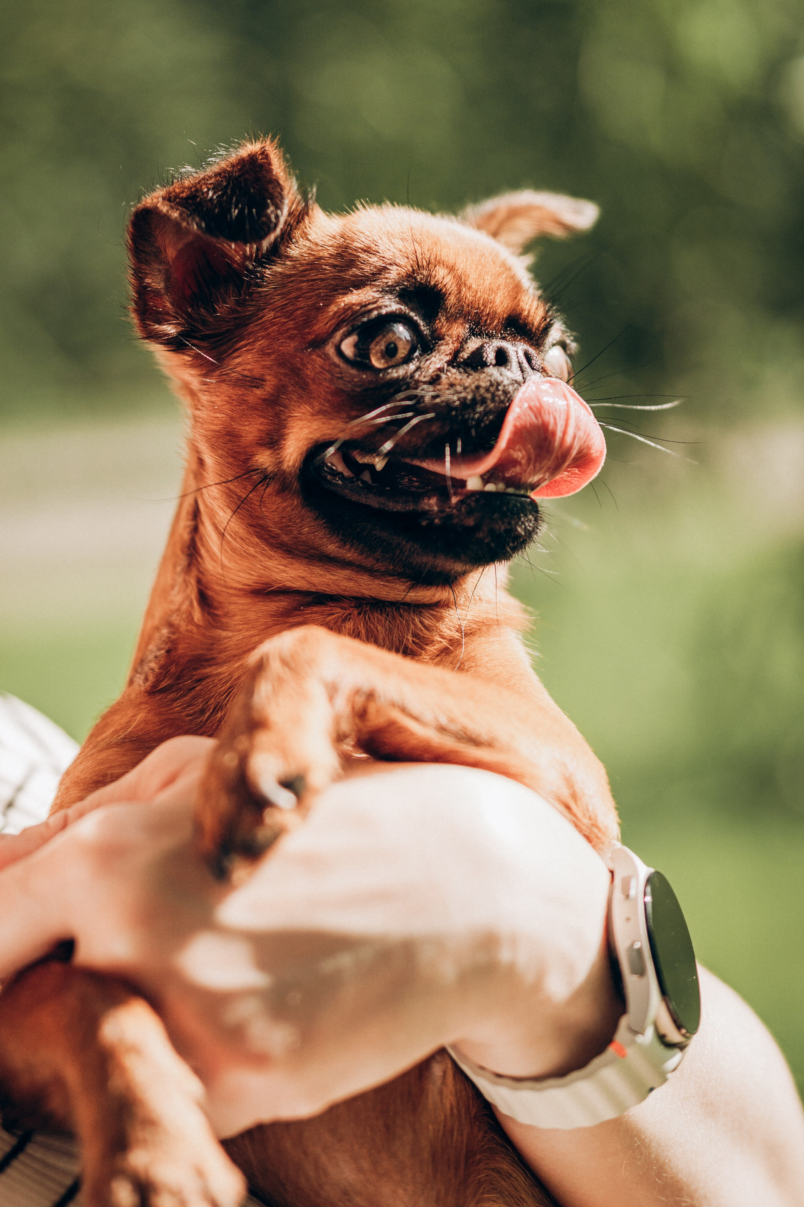 Natalia, Janik, Nusha & Betty. Фотограф-анималист в Таллинне, Катя Лайсаар