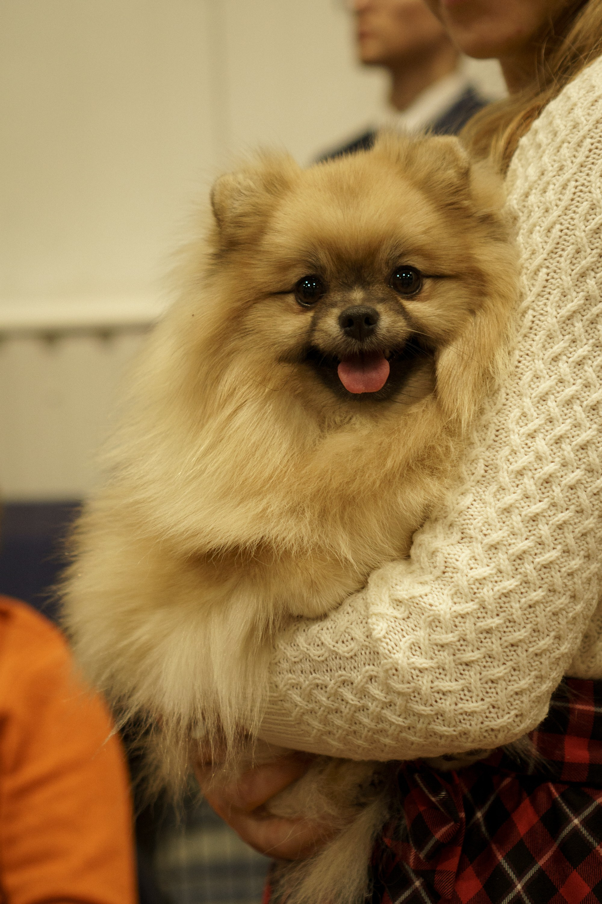 Tartu International Dog Show. Kat Laisaar — Pet photographer in Tallinn