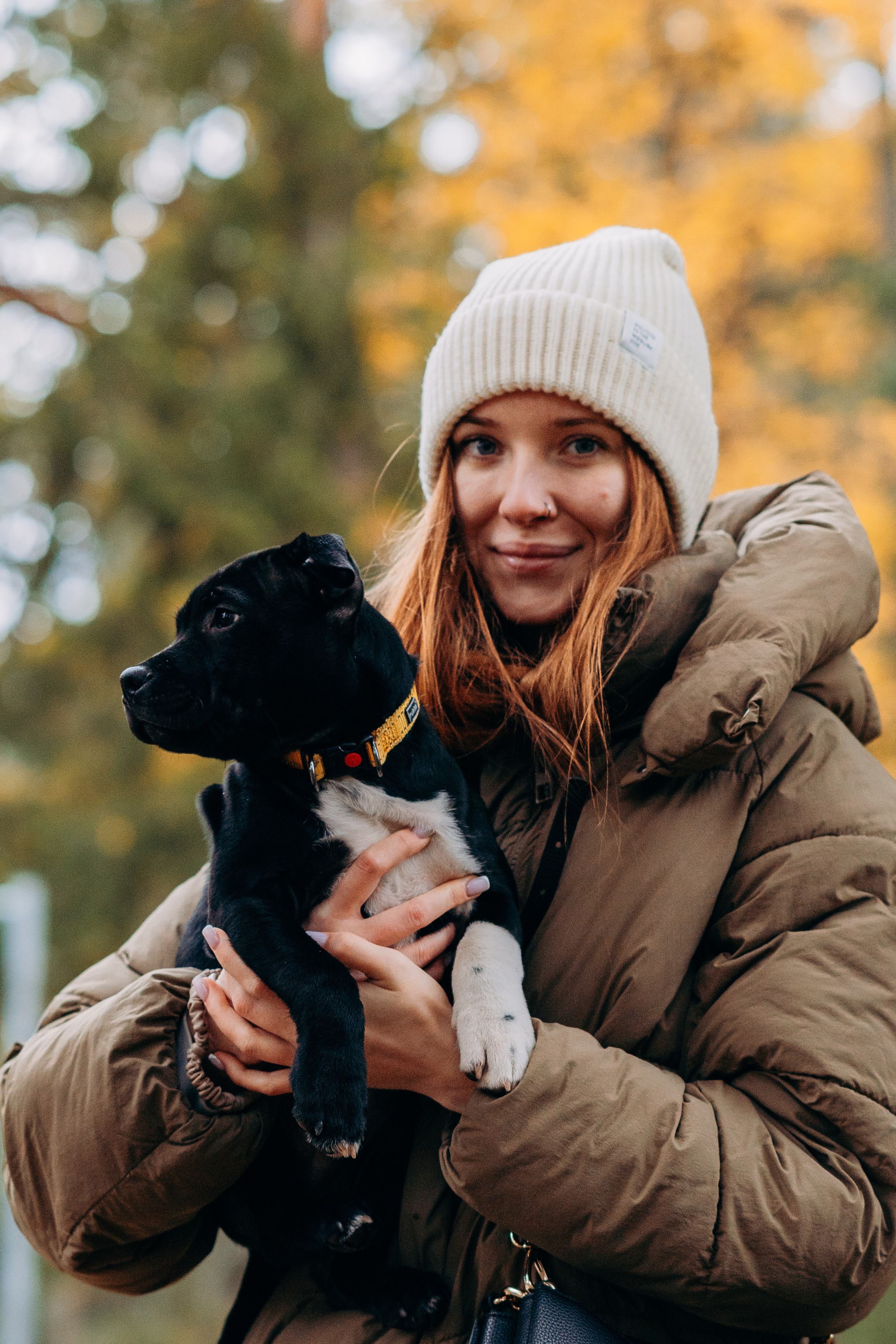Staffordshire Bull Terriers Meetup. Kat Laisaar — Pet photographer in Tallinn