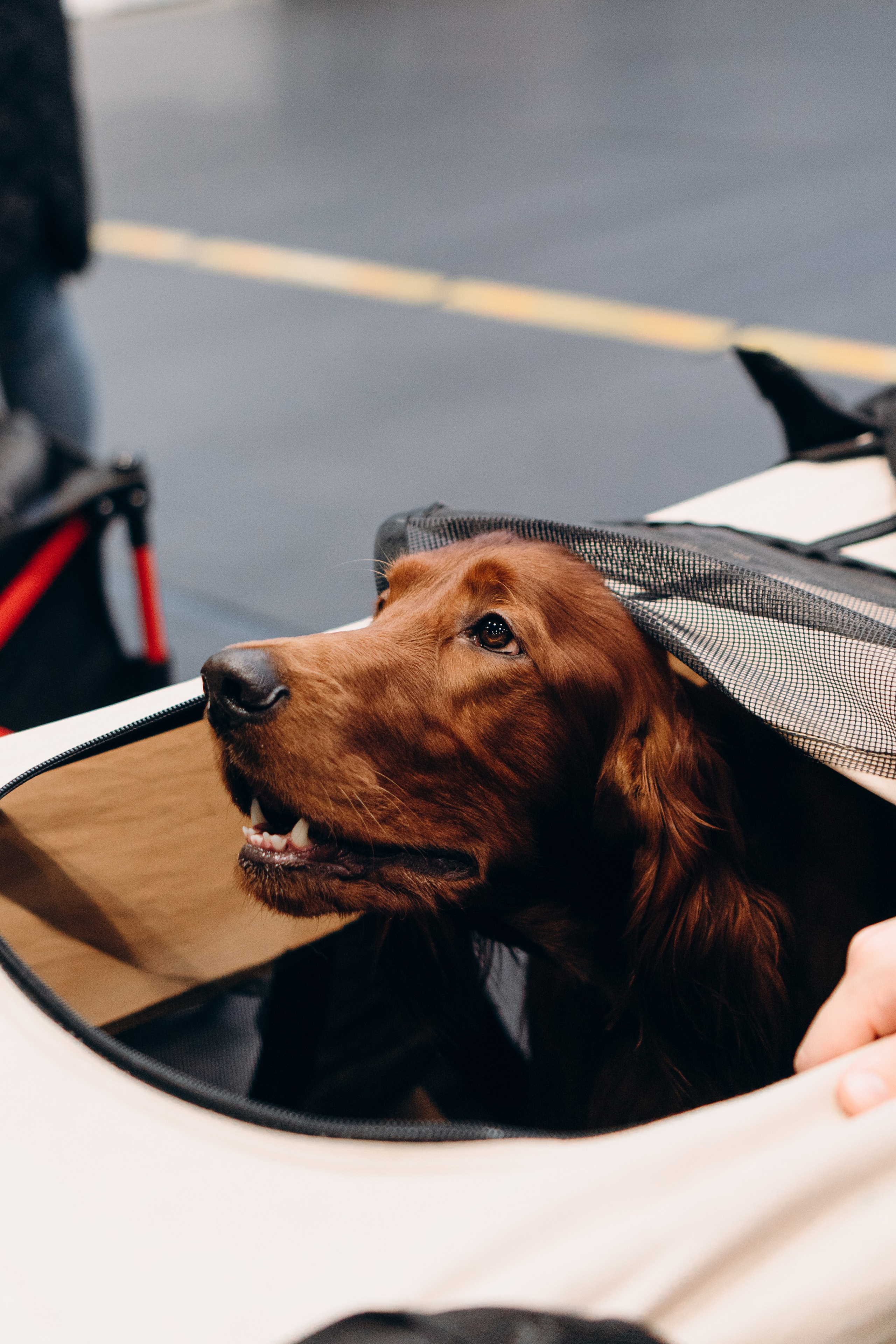 Pärnu dog weekend photo report. Kat Laisaar — Pet photographer in Tallinn