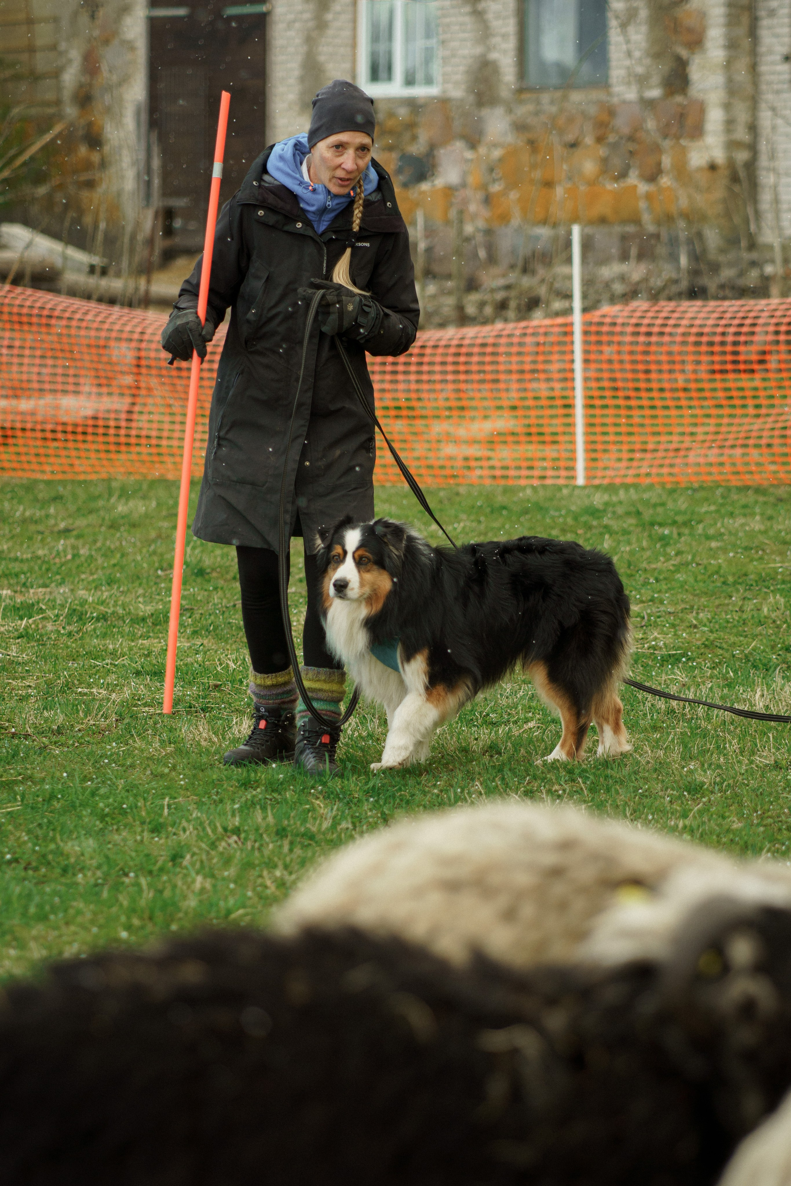 Herding Days, 26 apr. 2025. Kat Laisaar — Pet photographer in Tallinn