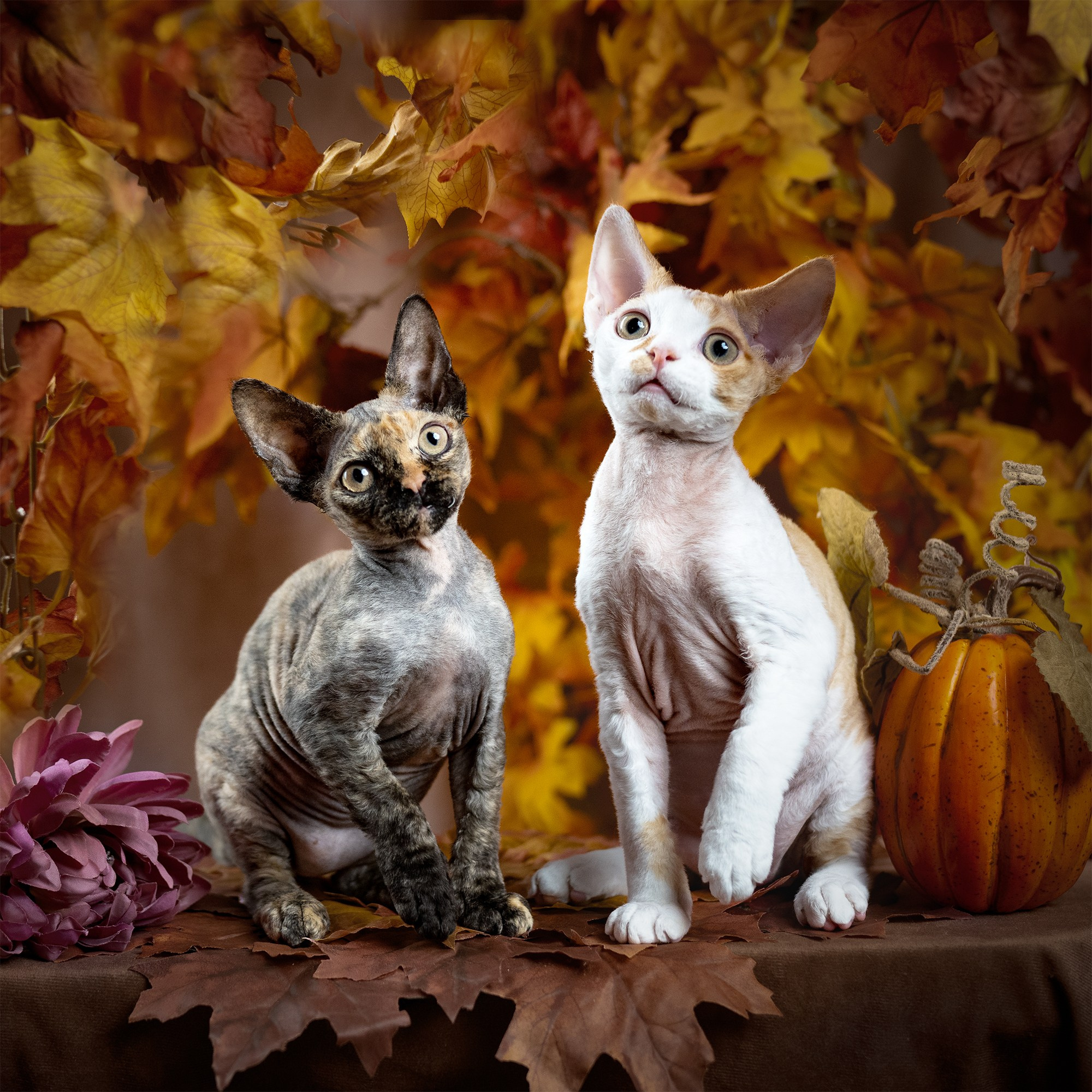 Basma, Girl, born on 29.07.23, SOLD. Devon Rex Pixie Cattery