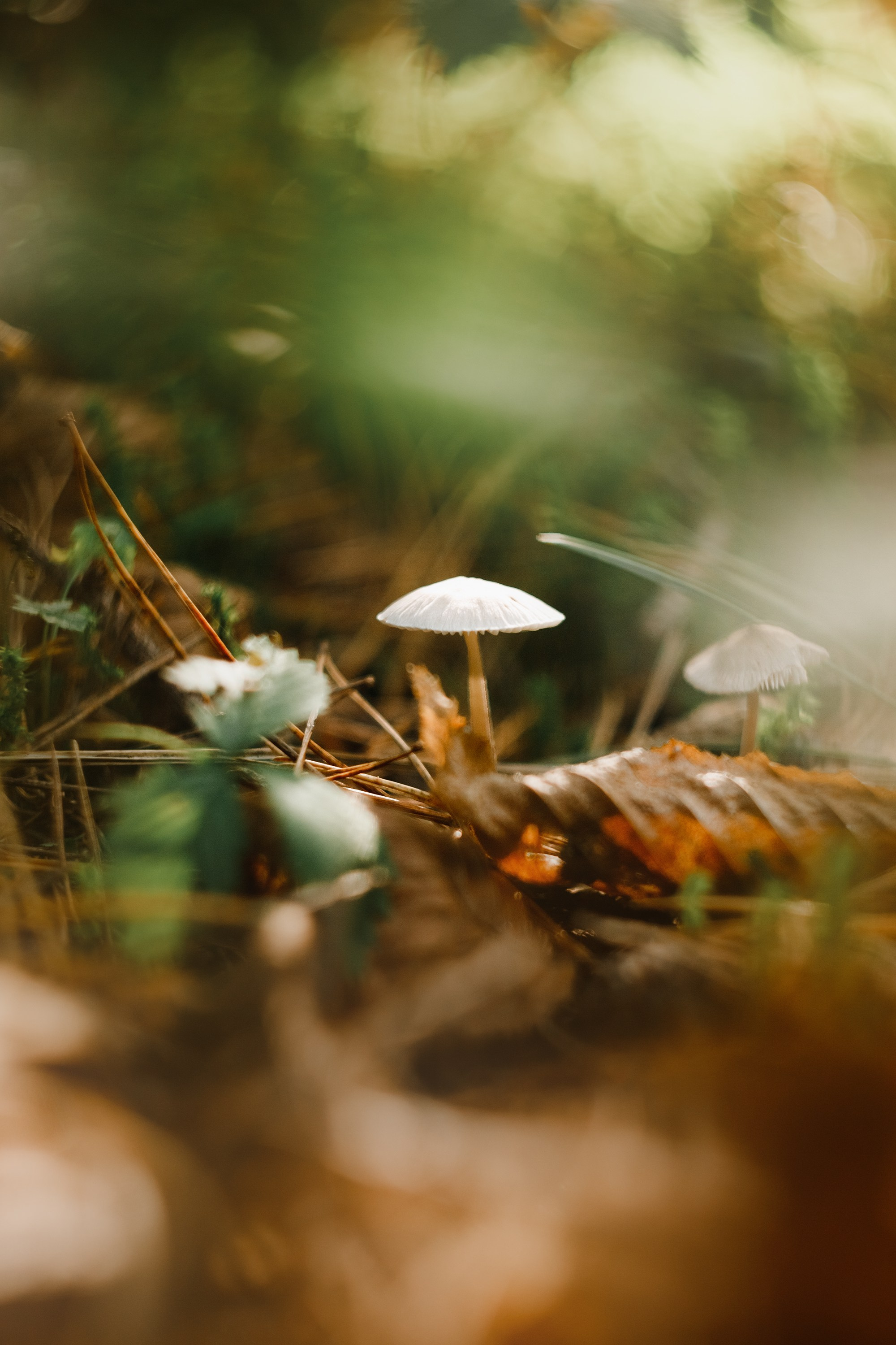 Grodno. Kaja | fotograf we Wrocławiu | ludzie i psy