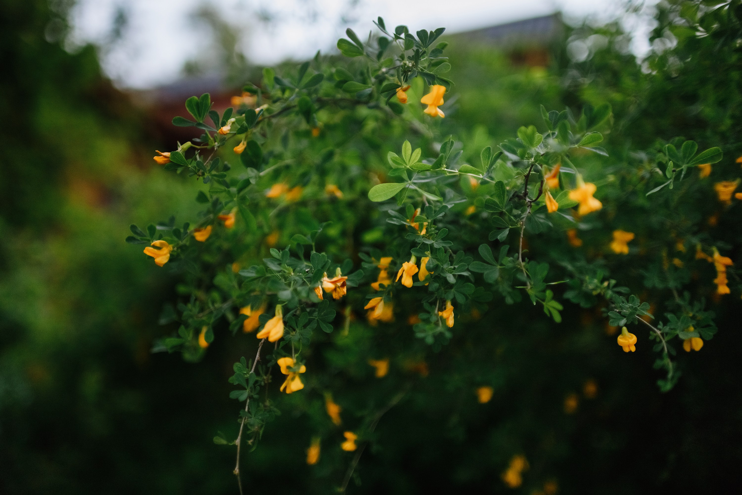 Grodno. Kaja | fotograf we Wrocławiu | ludzie i psy