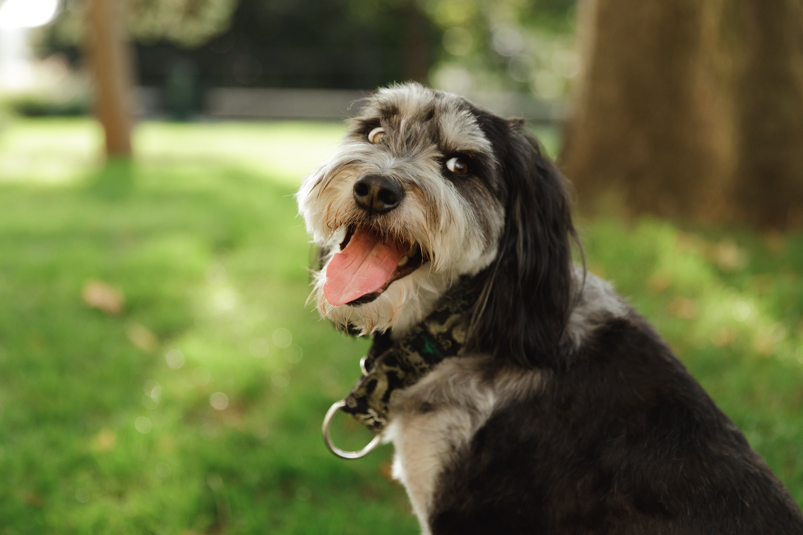 Lera & Flora. Kaja | fotograf we Wrocławiu | ludzie i psy