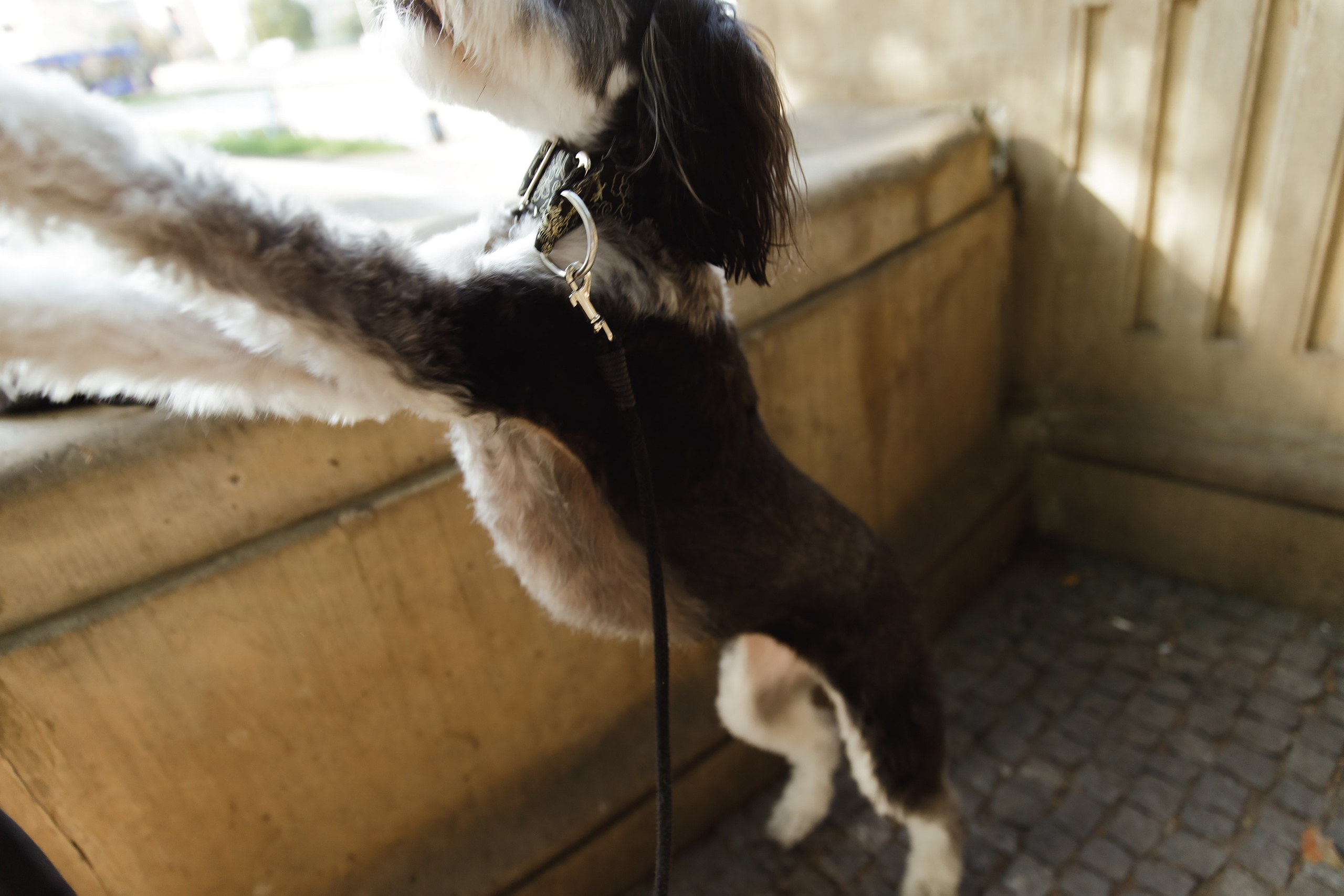 Lera & Flora. Kaja | fotograf we Wrocławiu | ludzie i psy