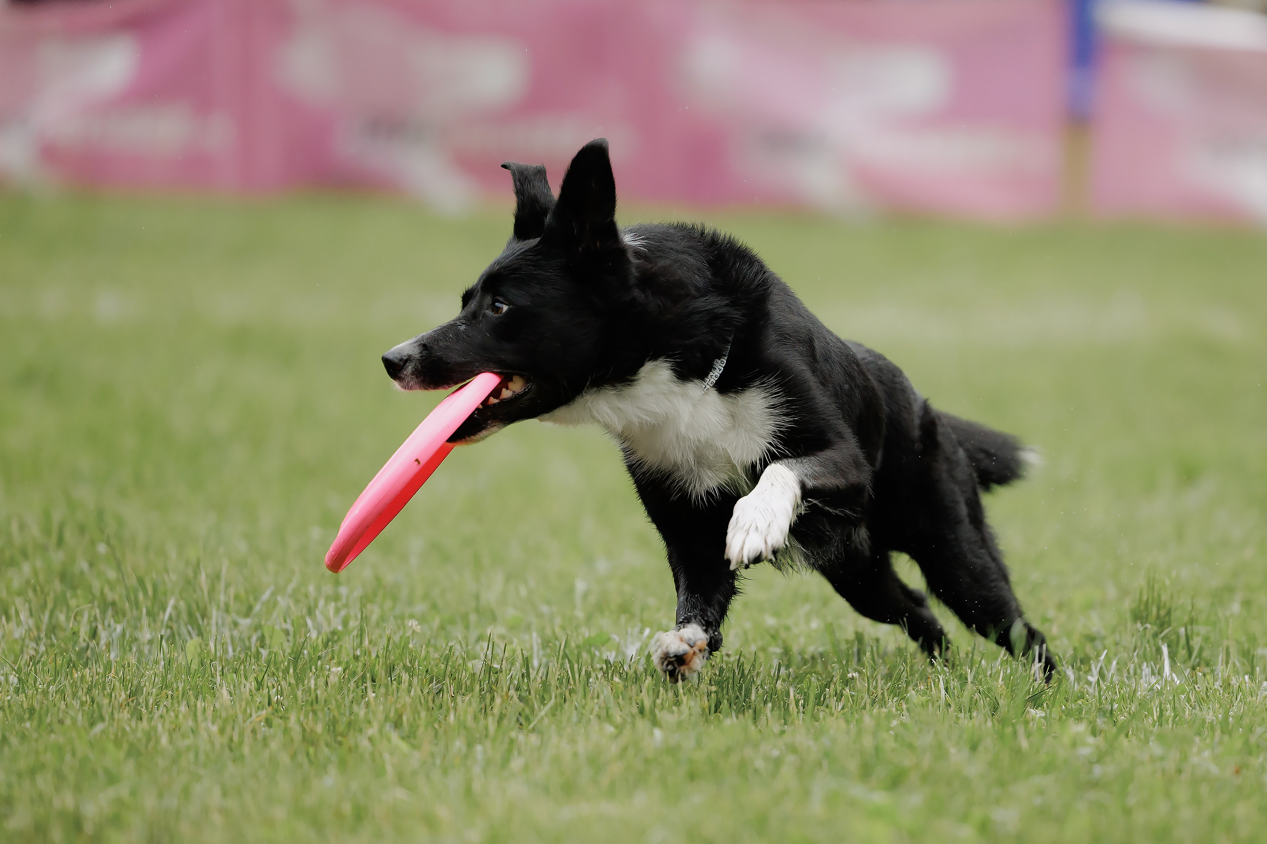 Latające psy, Wrocław'25. Kaja | fotograf psów we Wrocławiu