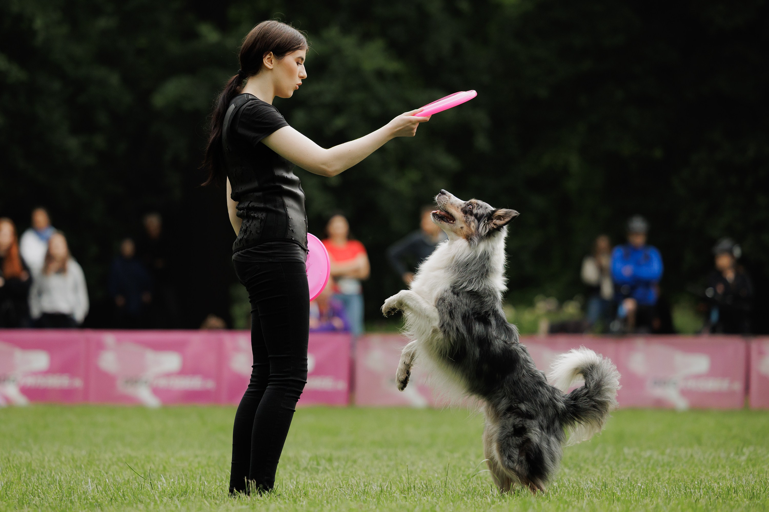 Latające psy, Wrocław'25. Kaja | fotograf psów we Wrocławiu