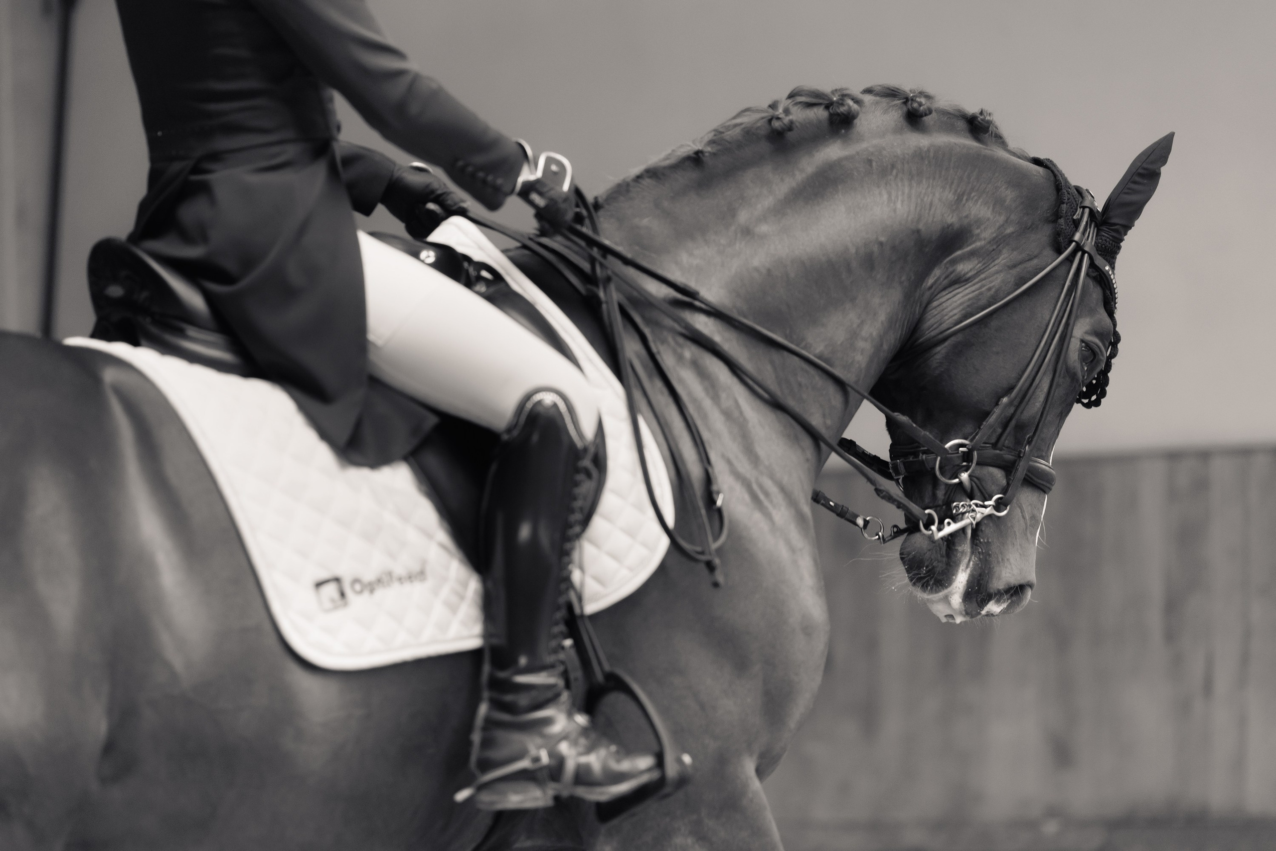 Fotografia koni Wrocław \ ujeżdżenie, Partynice. Kaja | fotograf we Wrocławiu | ludzie i psy