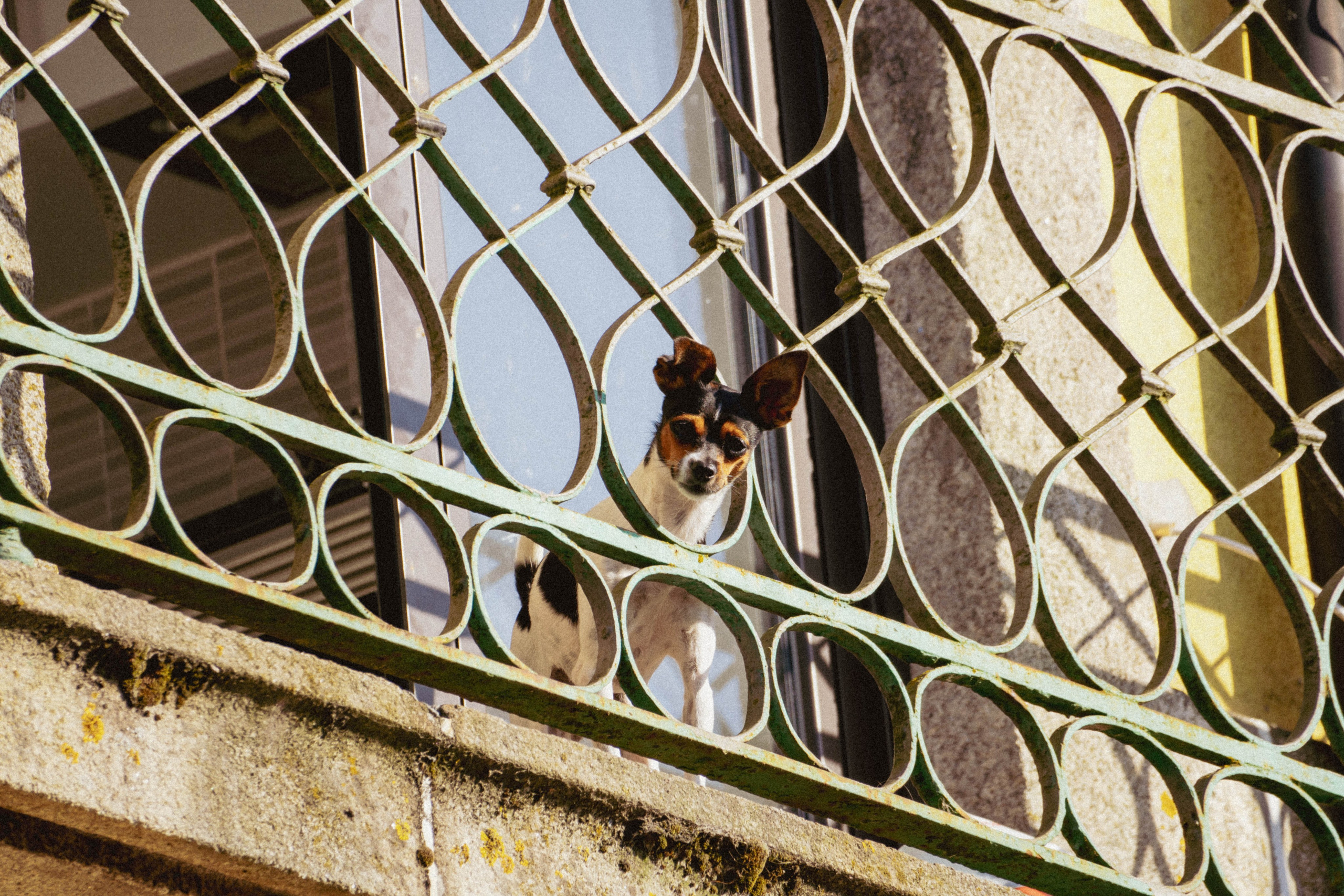 Porto, Agosto 2024. Alba del Norte Studio