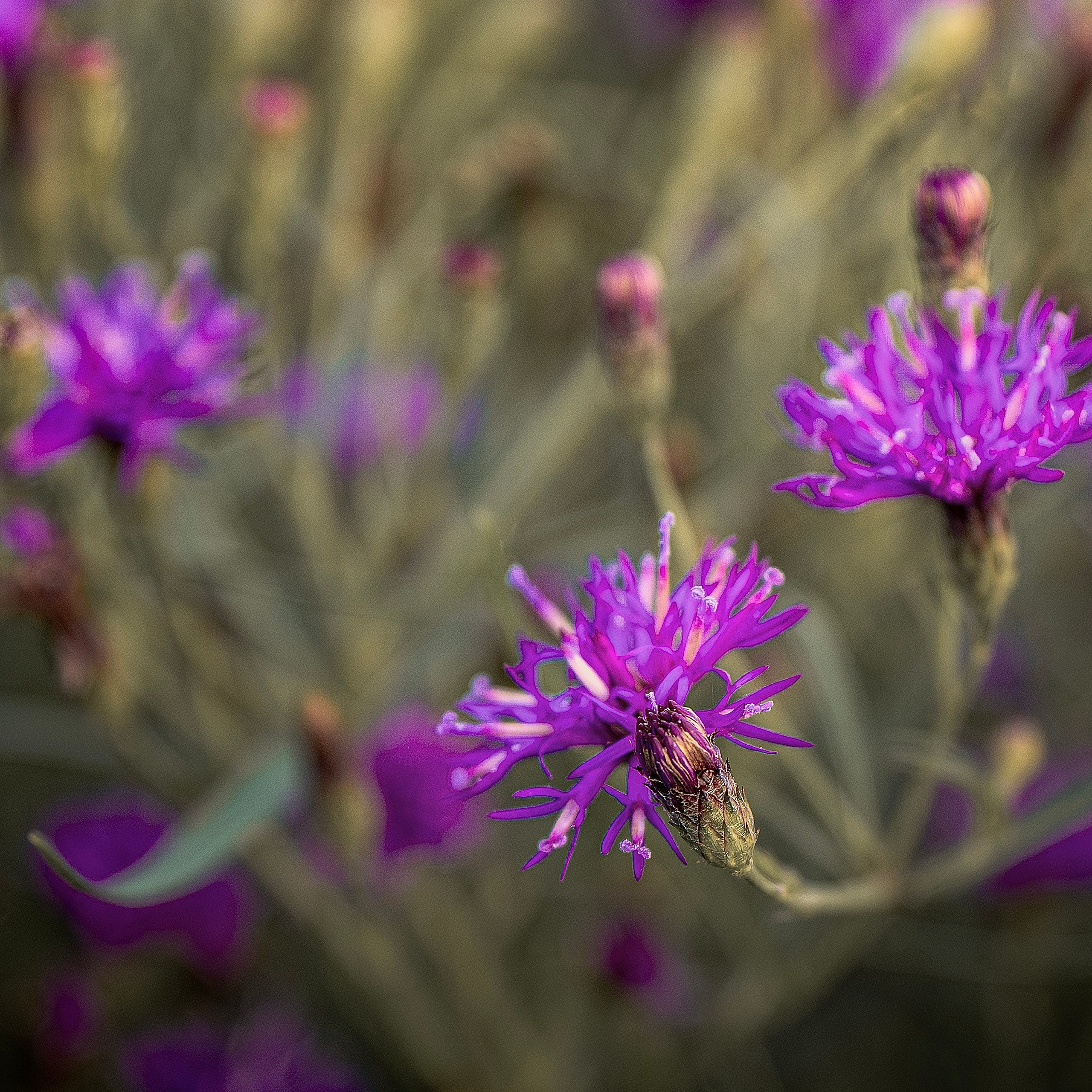 Blumen. LUKIN IGOR Photography