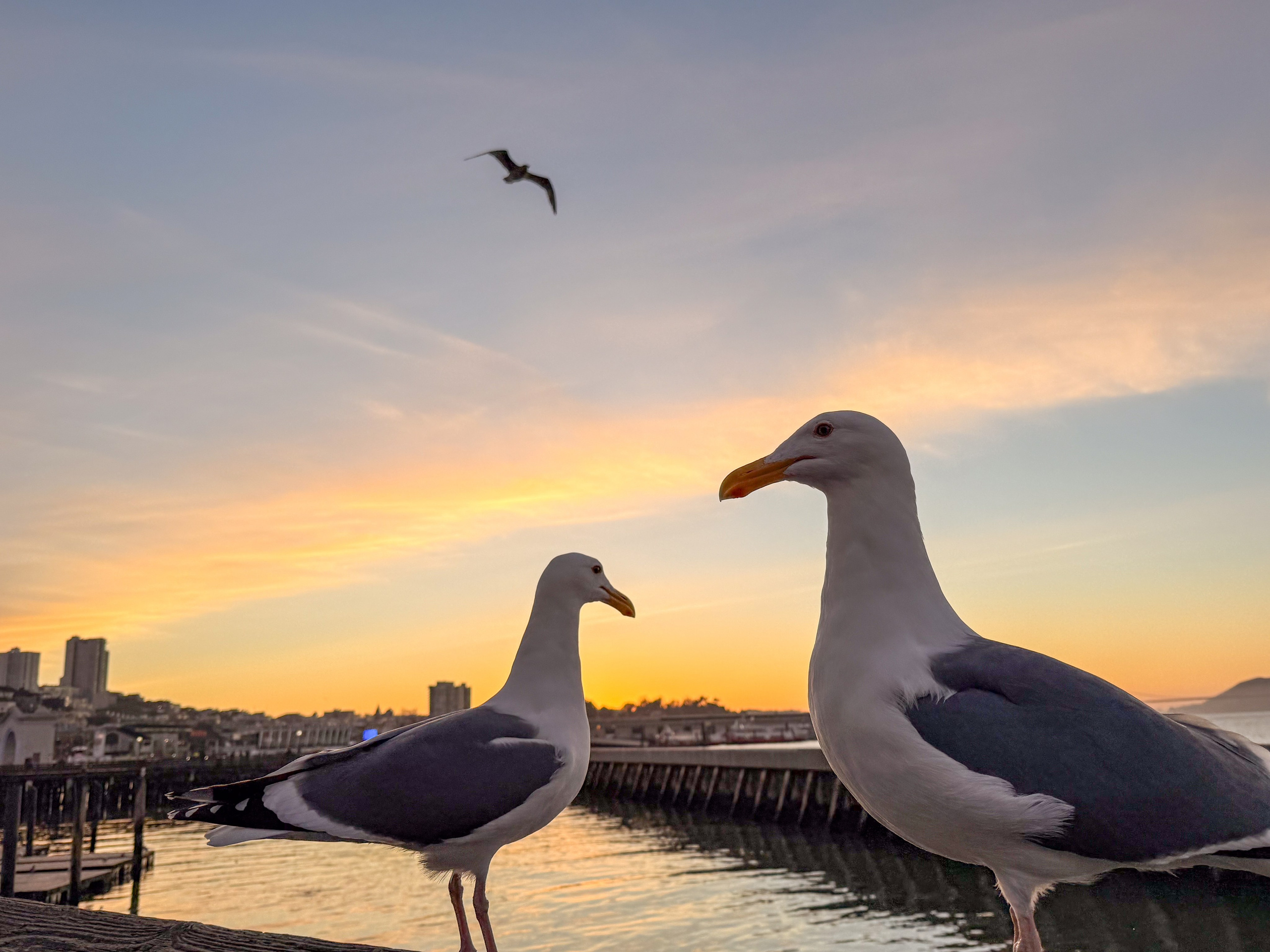 San Francisco. Aleks.photo | Book a photoshoot