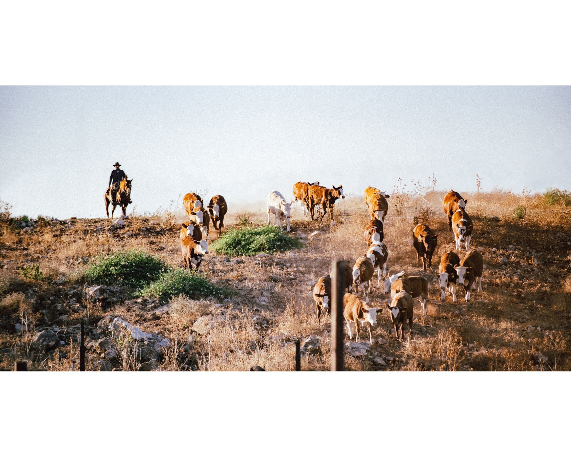 Tom — Cowboy. Portrait photografer in Montenegro