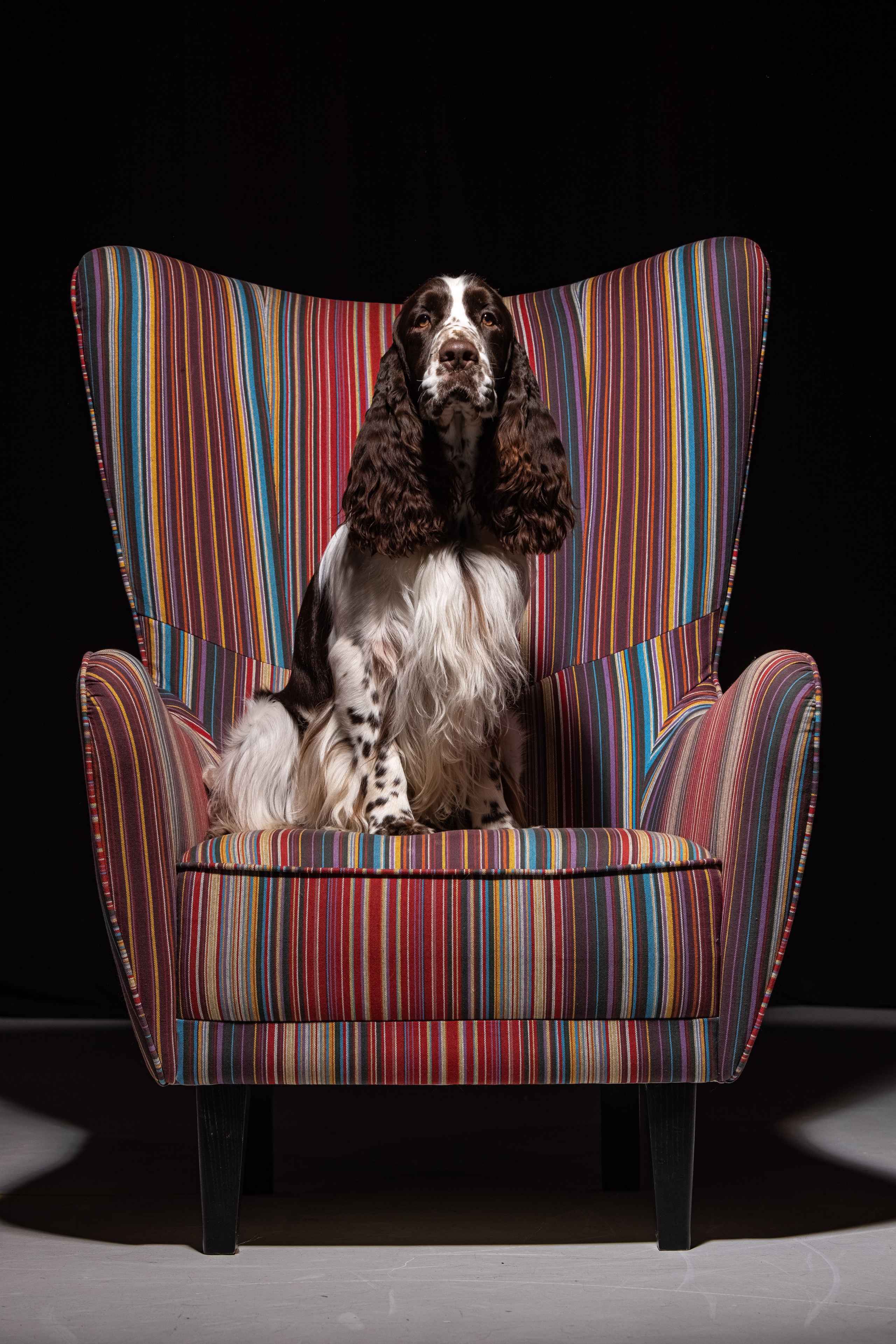 portrait of an English Springer Spaniel