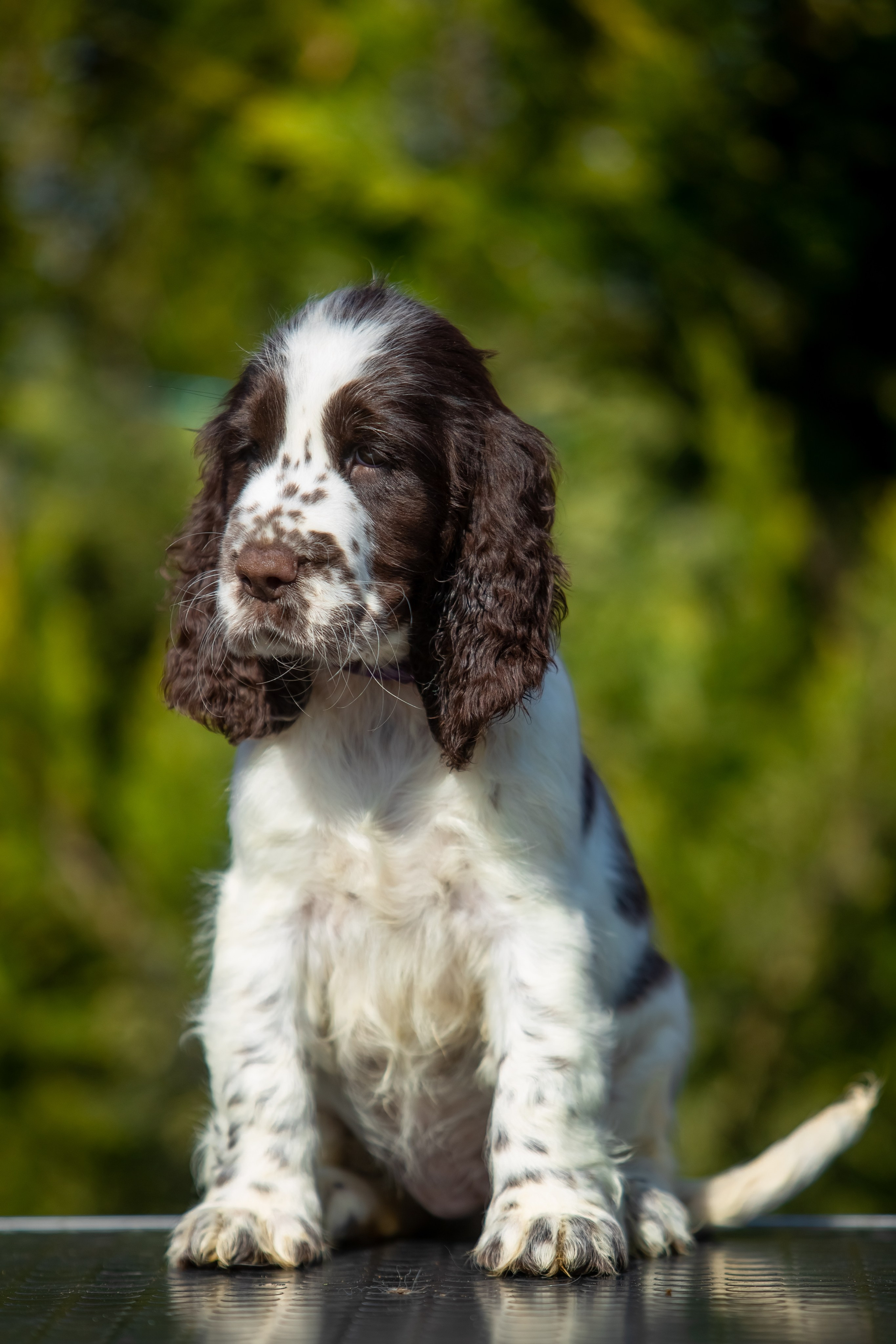 Female — Purple collar💜. Website of the titled stud dog of the Springer Spaniel breed