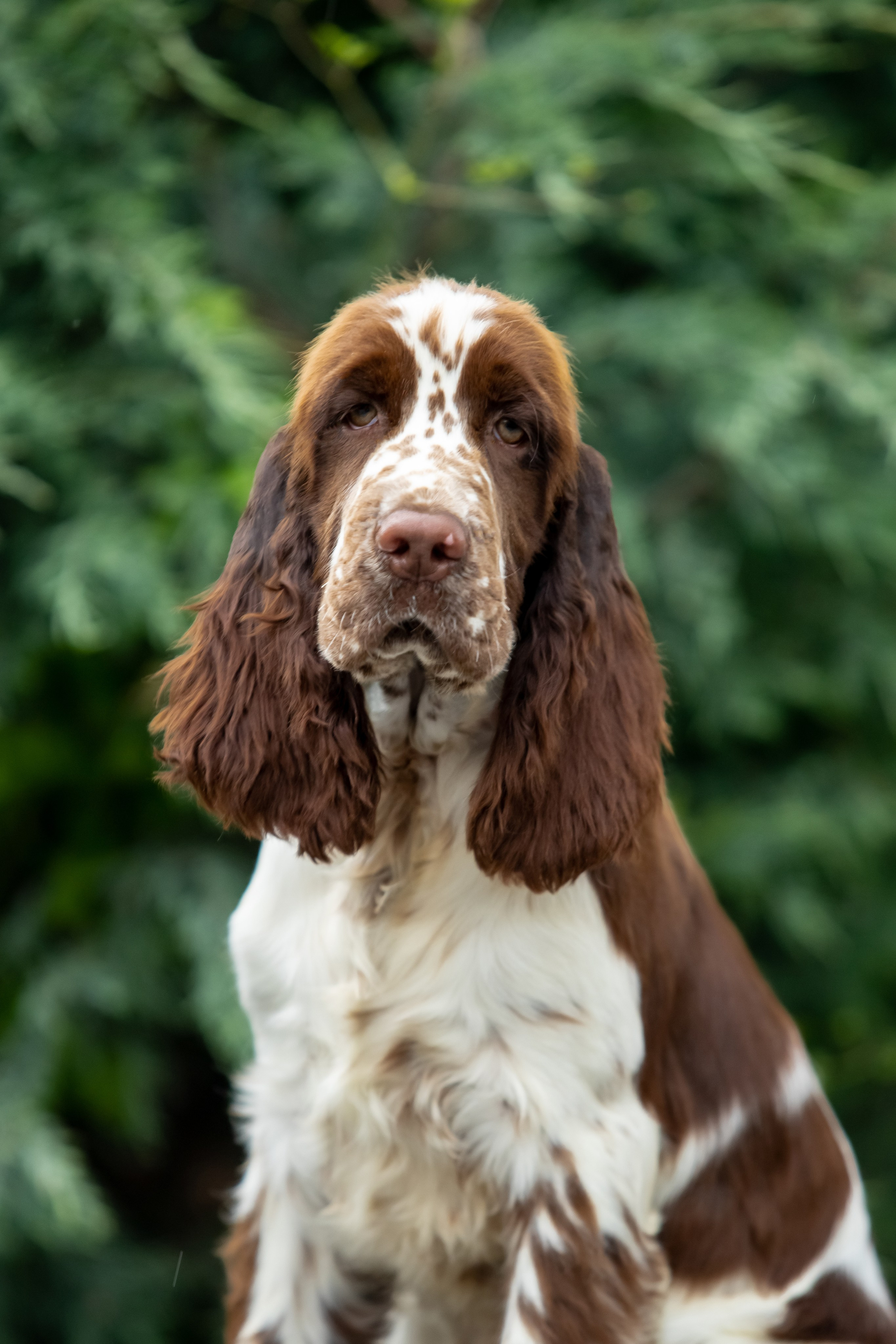 Male — Orange collar 🧡. Website of the titled stud dog of the Springer Spaniel breed
