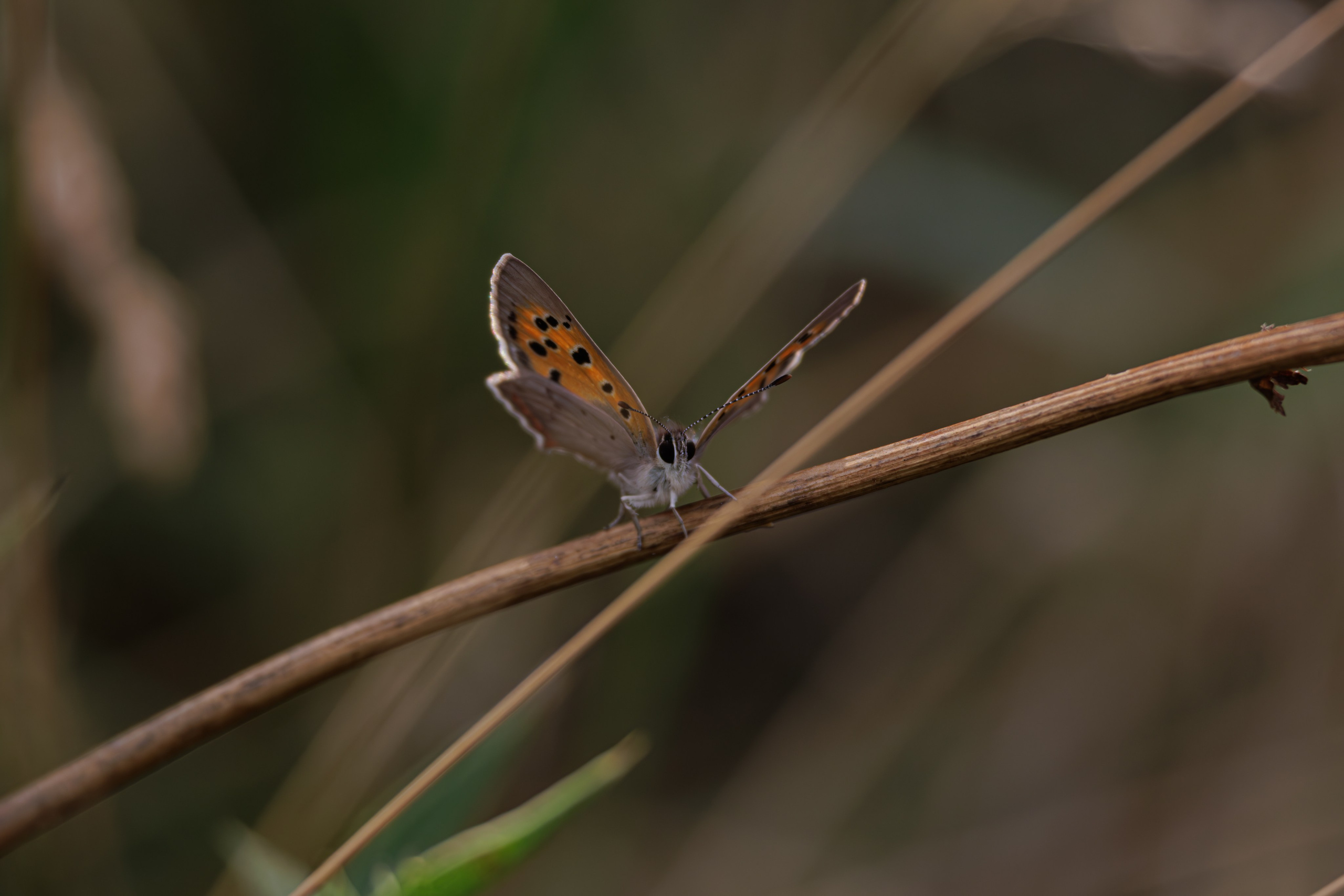 გასეირნება წავკისიდან ვაკის პარკამდე. FramefreeMan