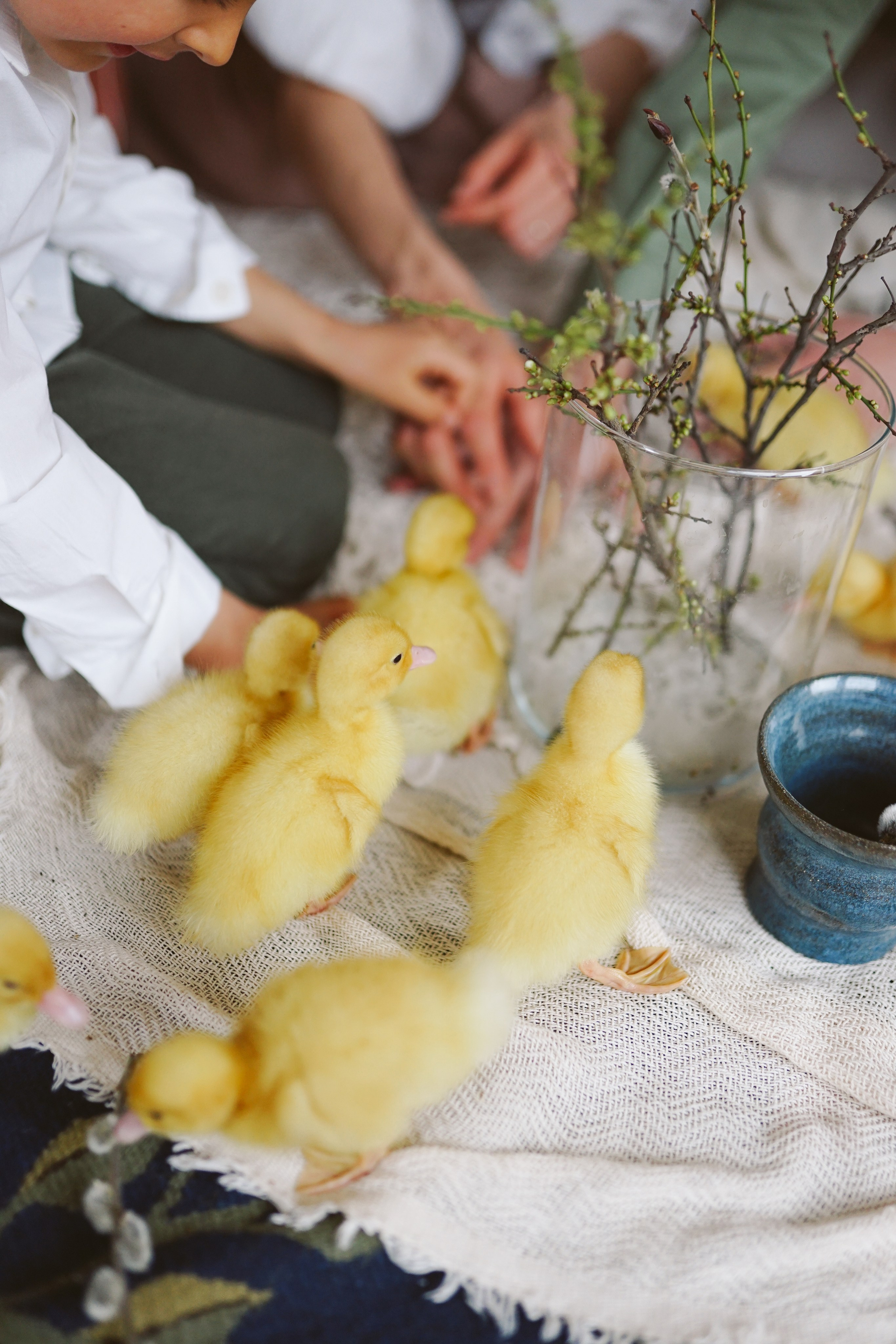 Ședințe Foto de Paște Brașov: Gălbenuș | Mădălina Beda. Madalina Beda- Artist vizual, fotograf, doula la nastere, consultant babywearing Brasov si in toata tara