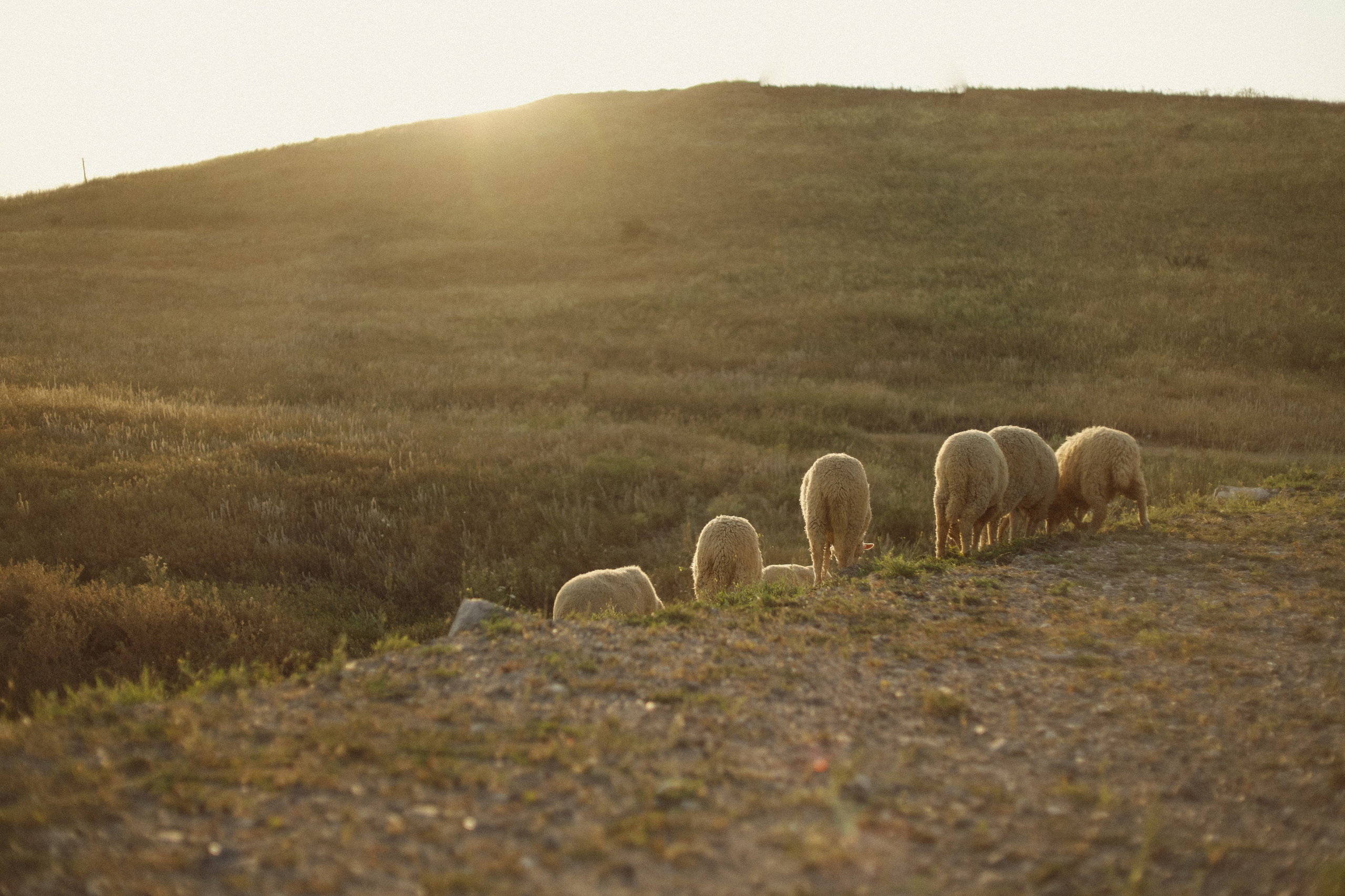 СЕМЕЙНАЯ СЪЁМКА. Свадебный и семейный фотограф в Дубае Эльмаз Черникова