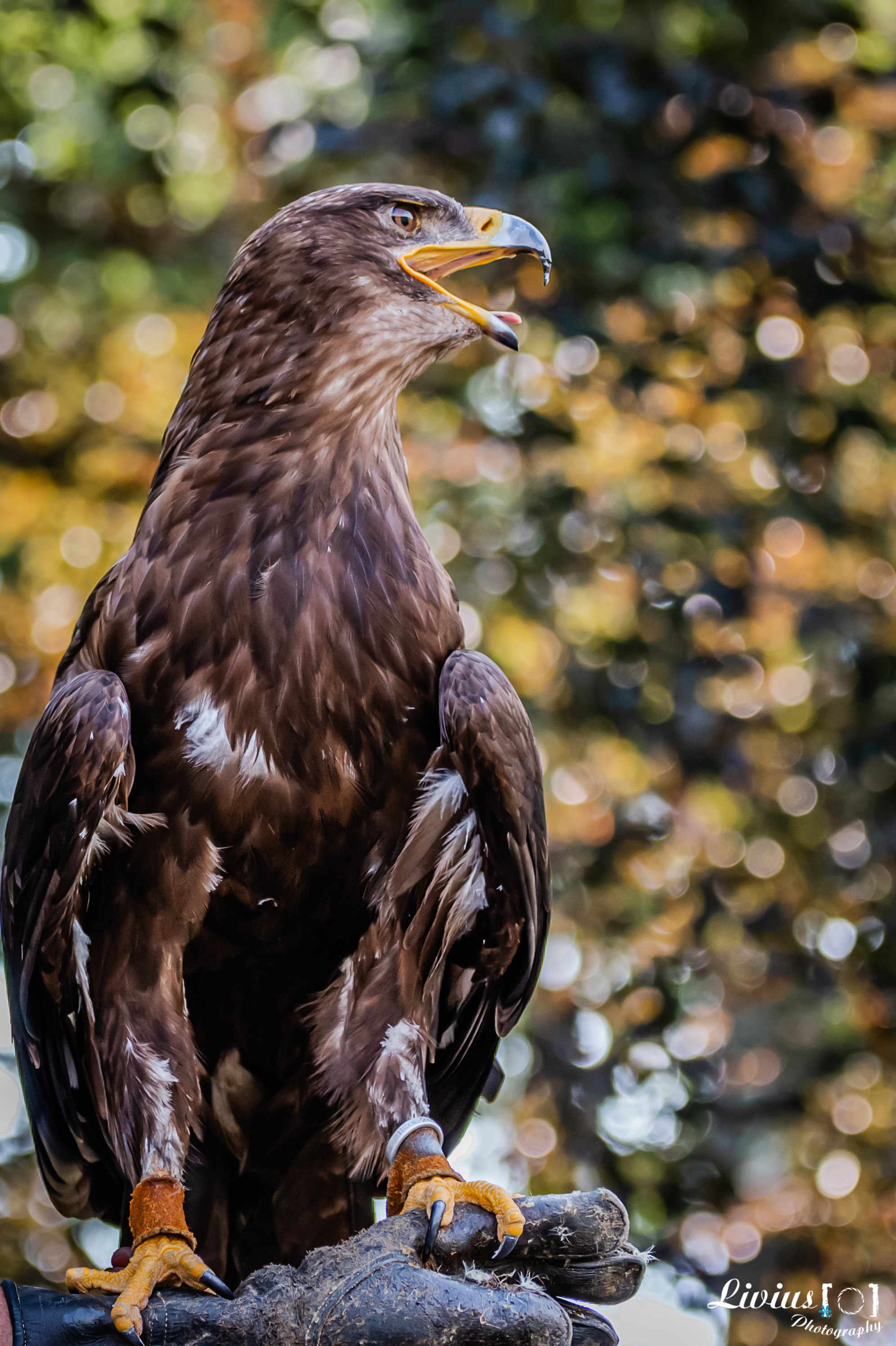 Wildpark Tambach. FOTO KREATIV