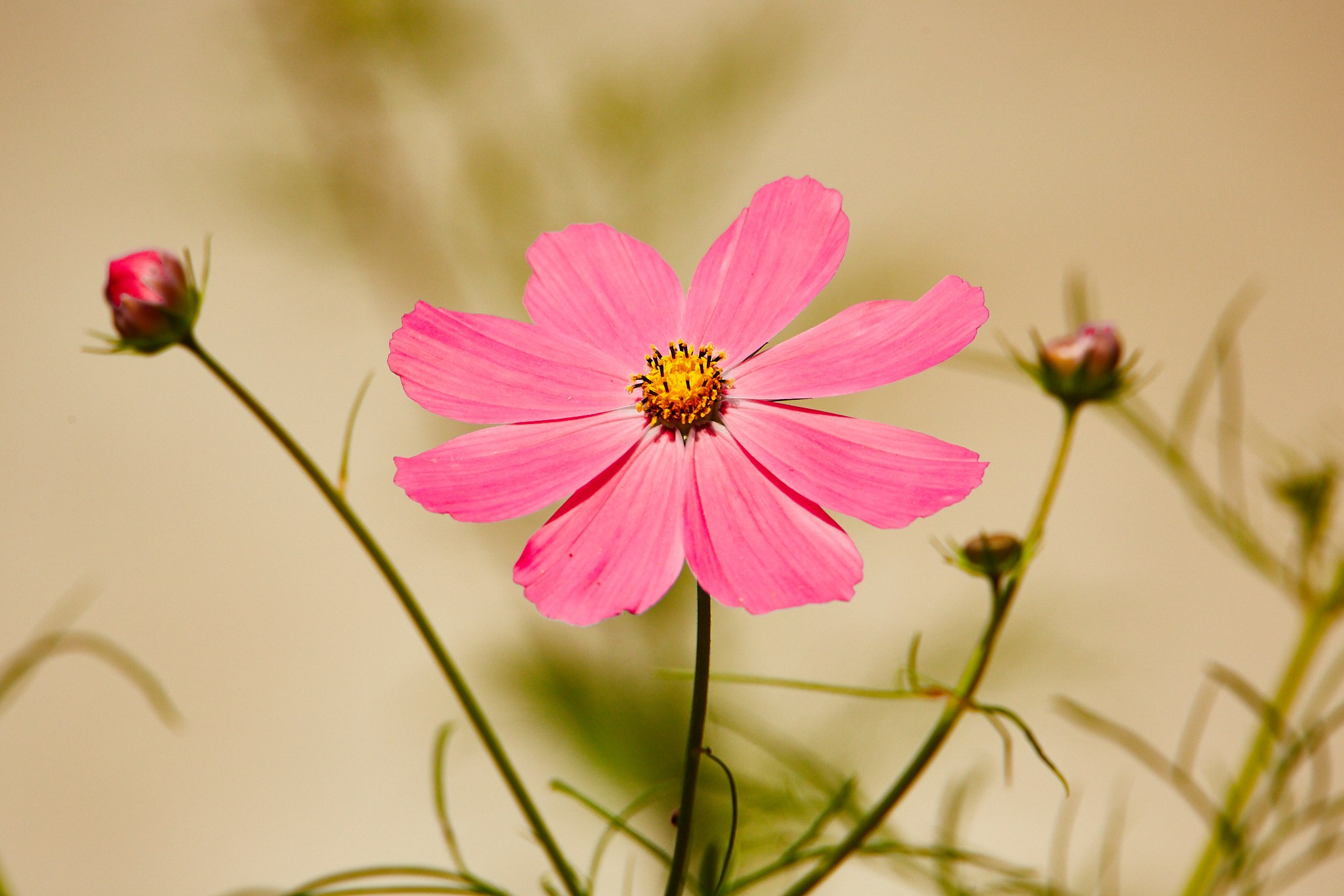Flori. Pagina principală