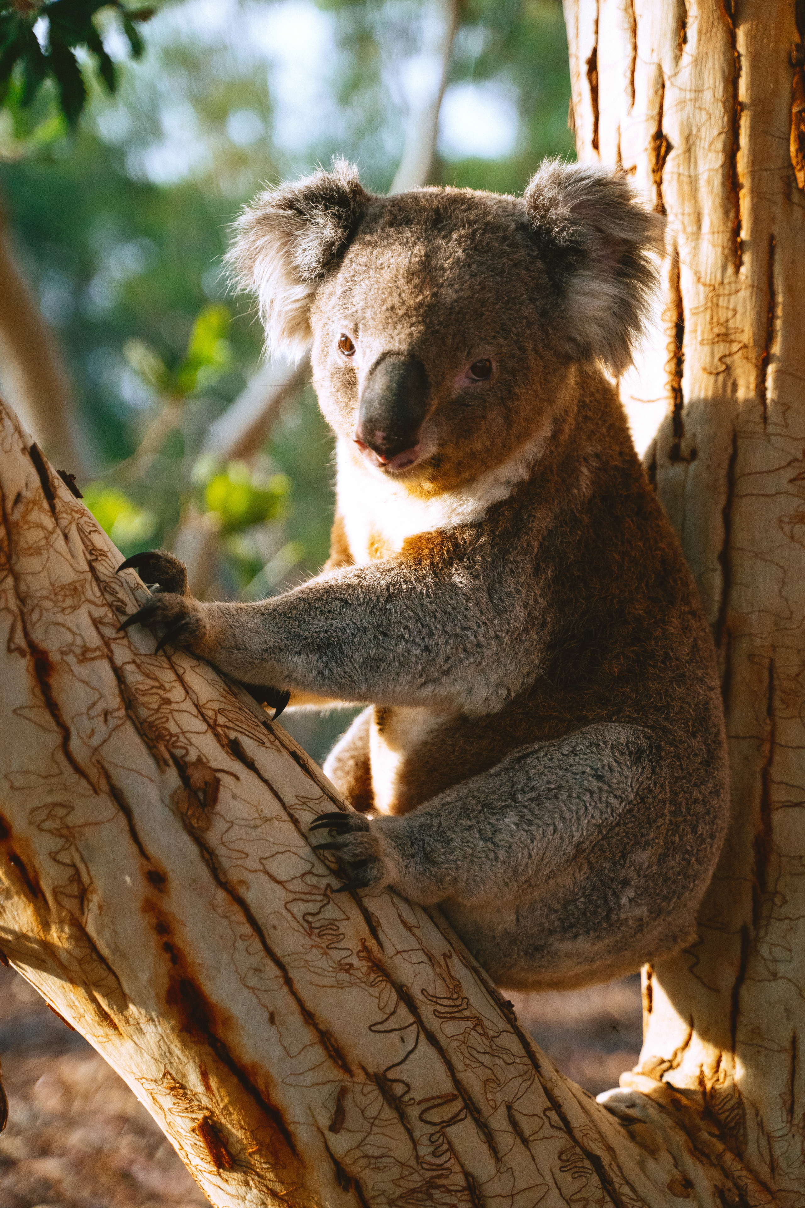 Zoo with Jia. Faya Photo: Boudoir Photography by Australia’s Top Female Photographer