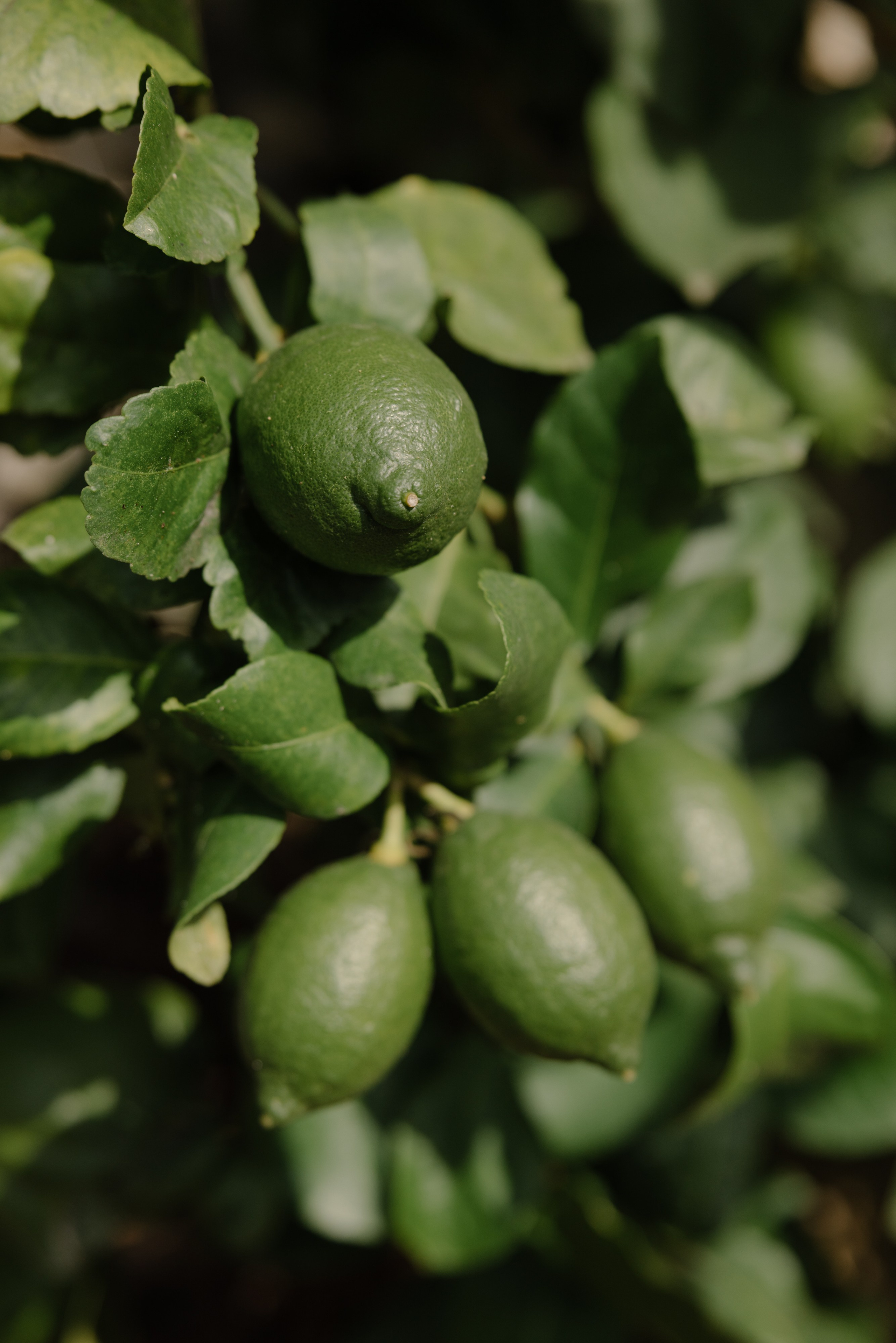 Frank&Chami. Grosu Photography | Fotografo Matrimonio e Famiglia