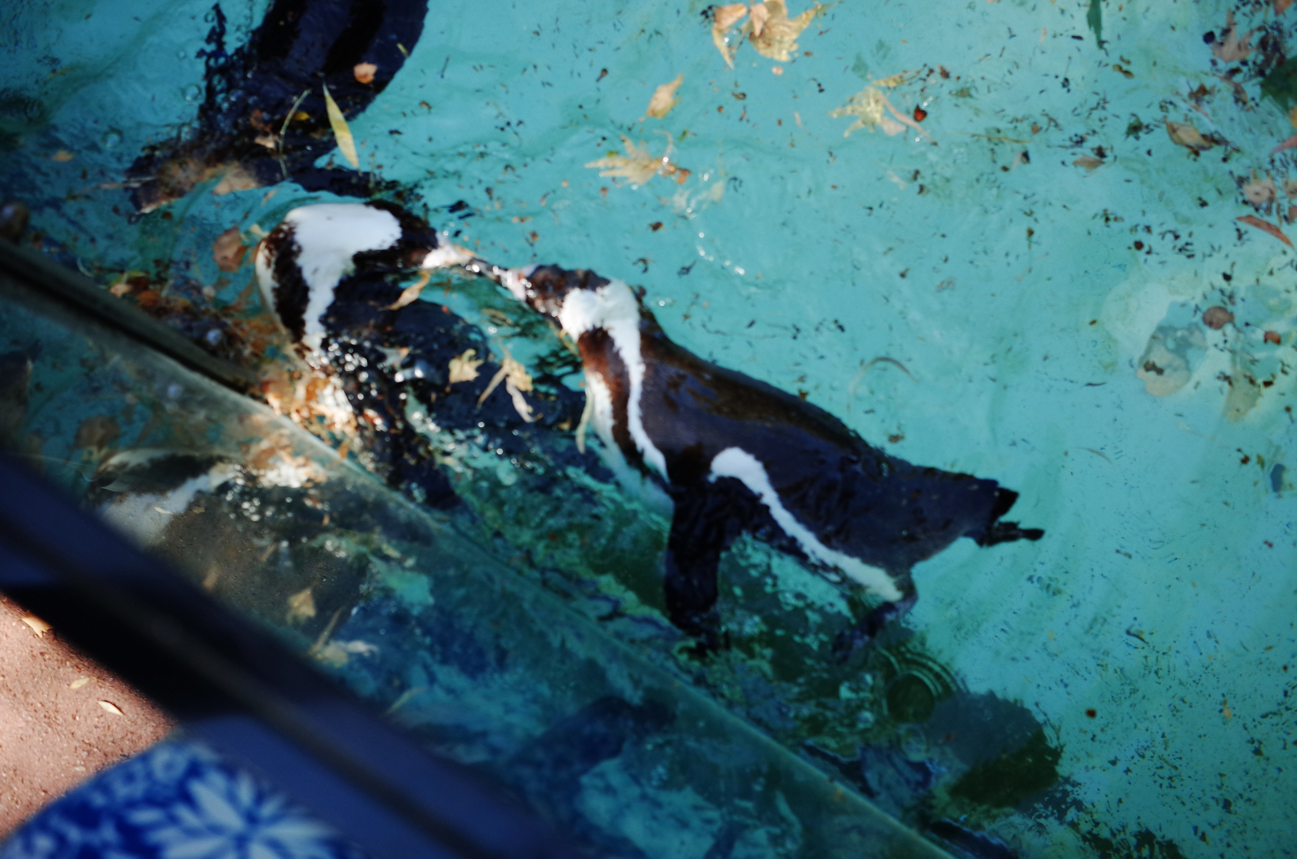 Little penguins. London zoo. Victoria Dini Photography