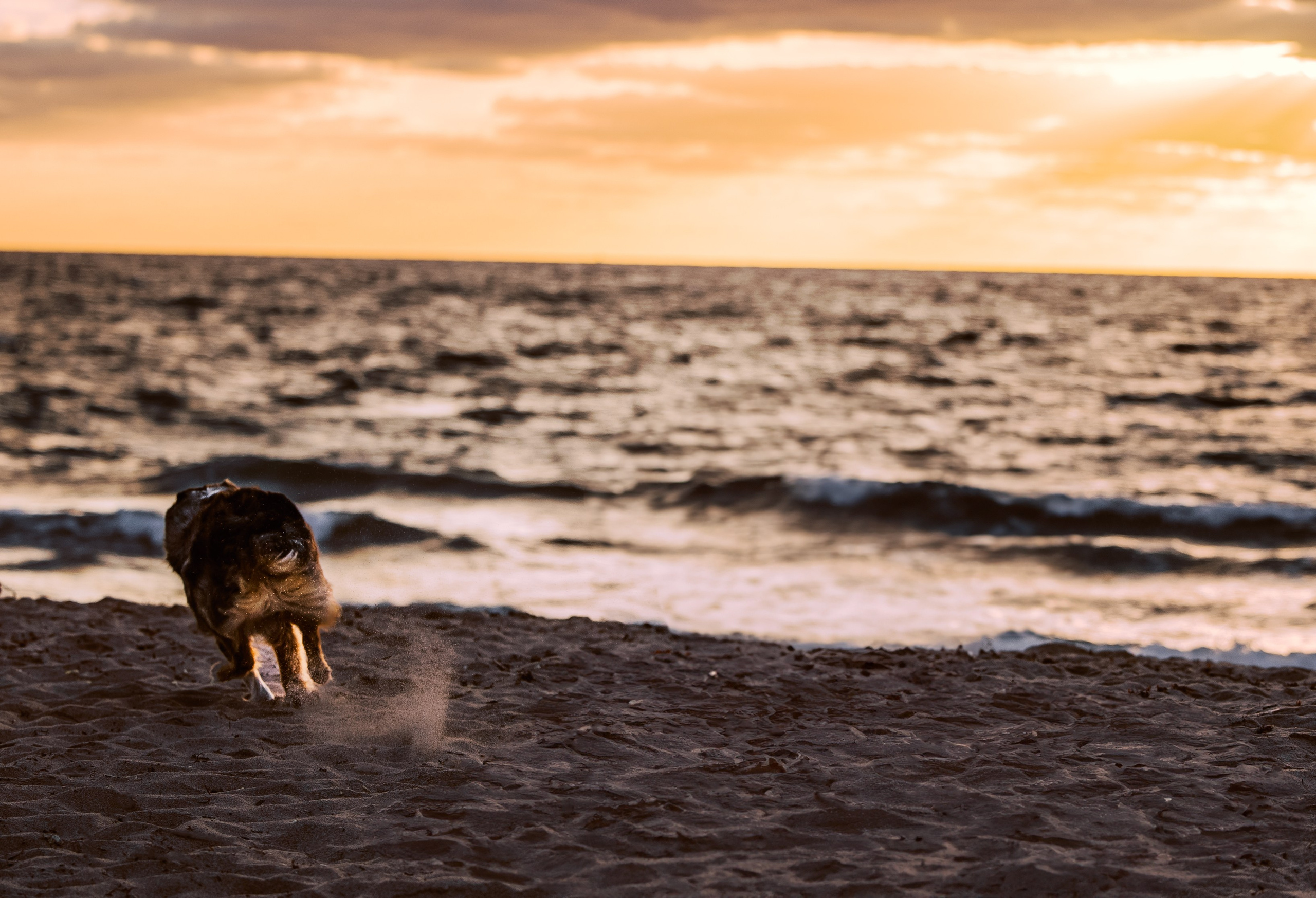 Lou & Eliya. Pet Photographer Viktoriya Aleshenko