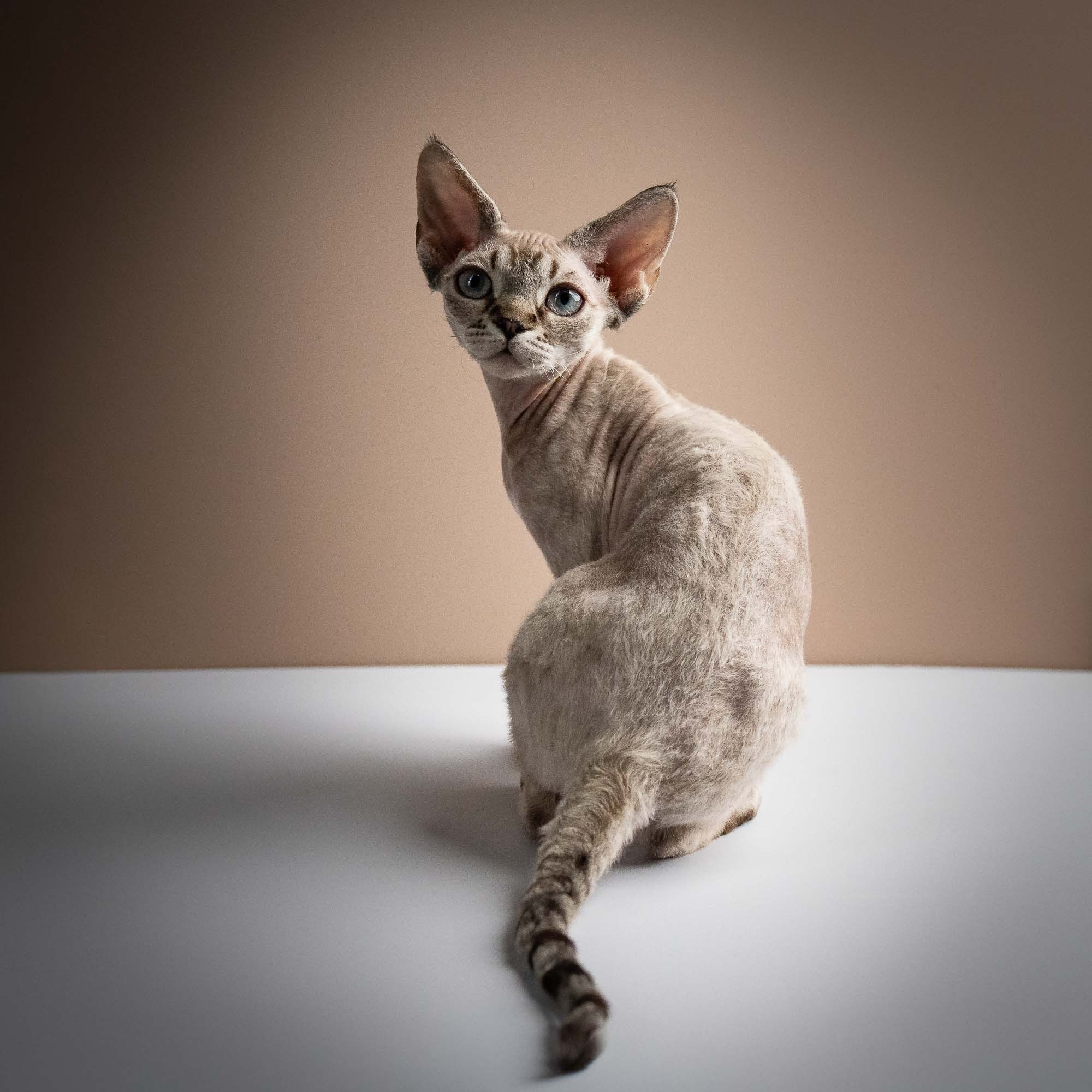 Nellie, girl, born 01.17.26. Devon Rex Pixie Cattery