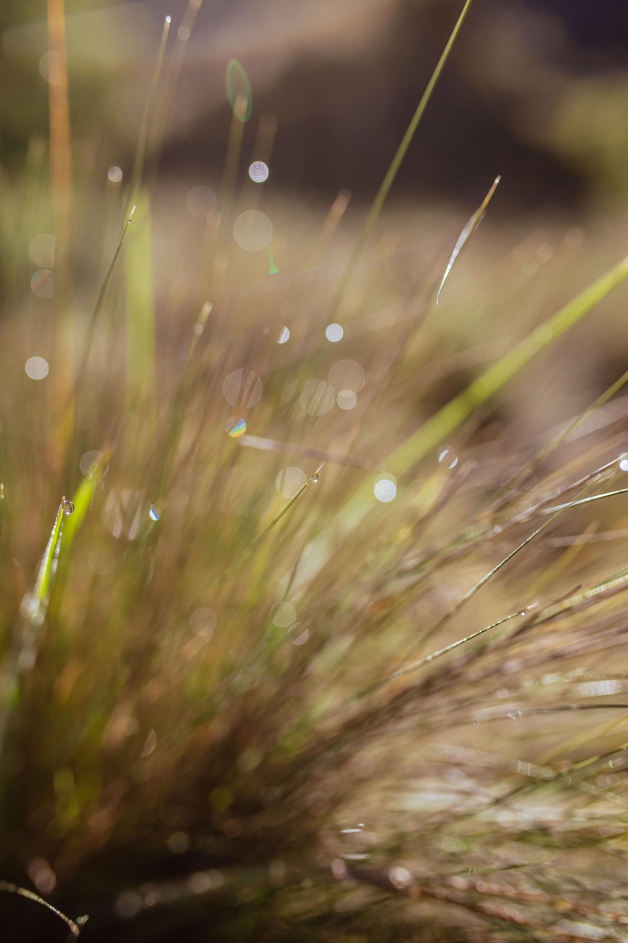 Patricia. Fotógrafa familiar Santiago y Chile Anna Almazova