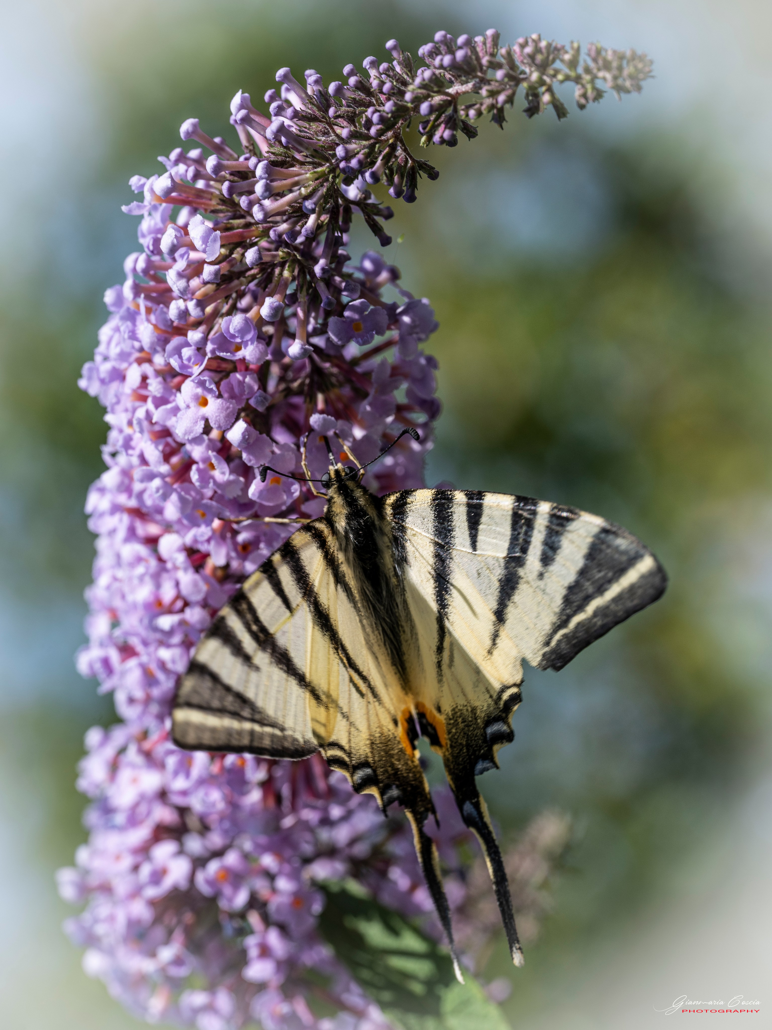 Farfalle. “Gianmaria Coscia fotografo per passione”