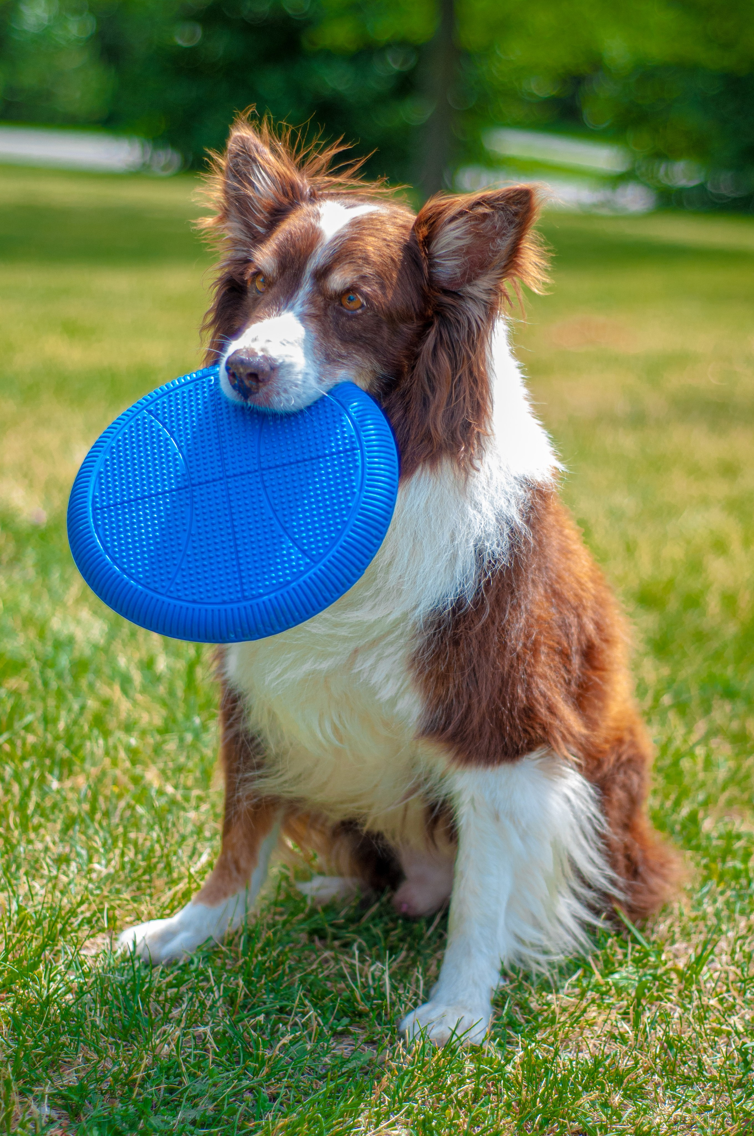 Baloo (Montreal QC). Carlos Lima Photography — Photographer in Calgary