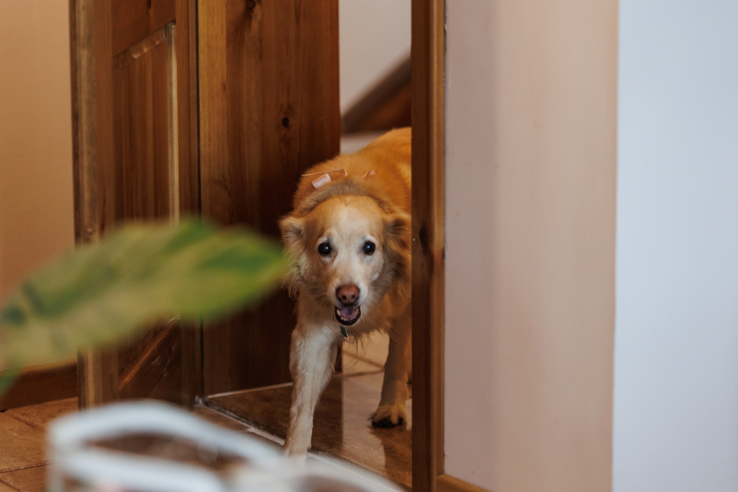 Сватба Accent Wine & Dine. Фотограф Ирина Йотова