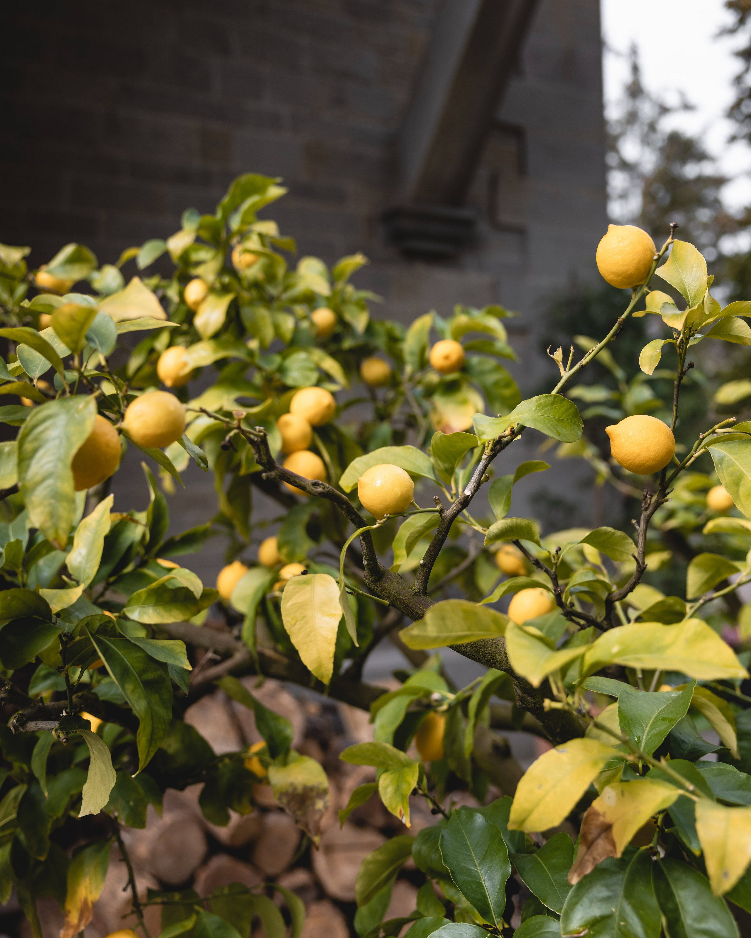 Tuscany Wedding Villa La Commenda Concordia. Professional wedding photographer in Copenhagen, Denmark — Julia Byron