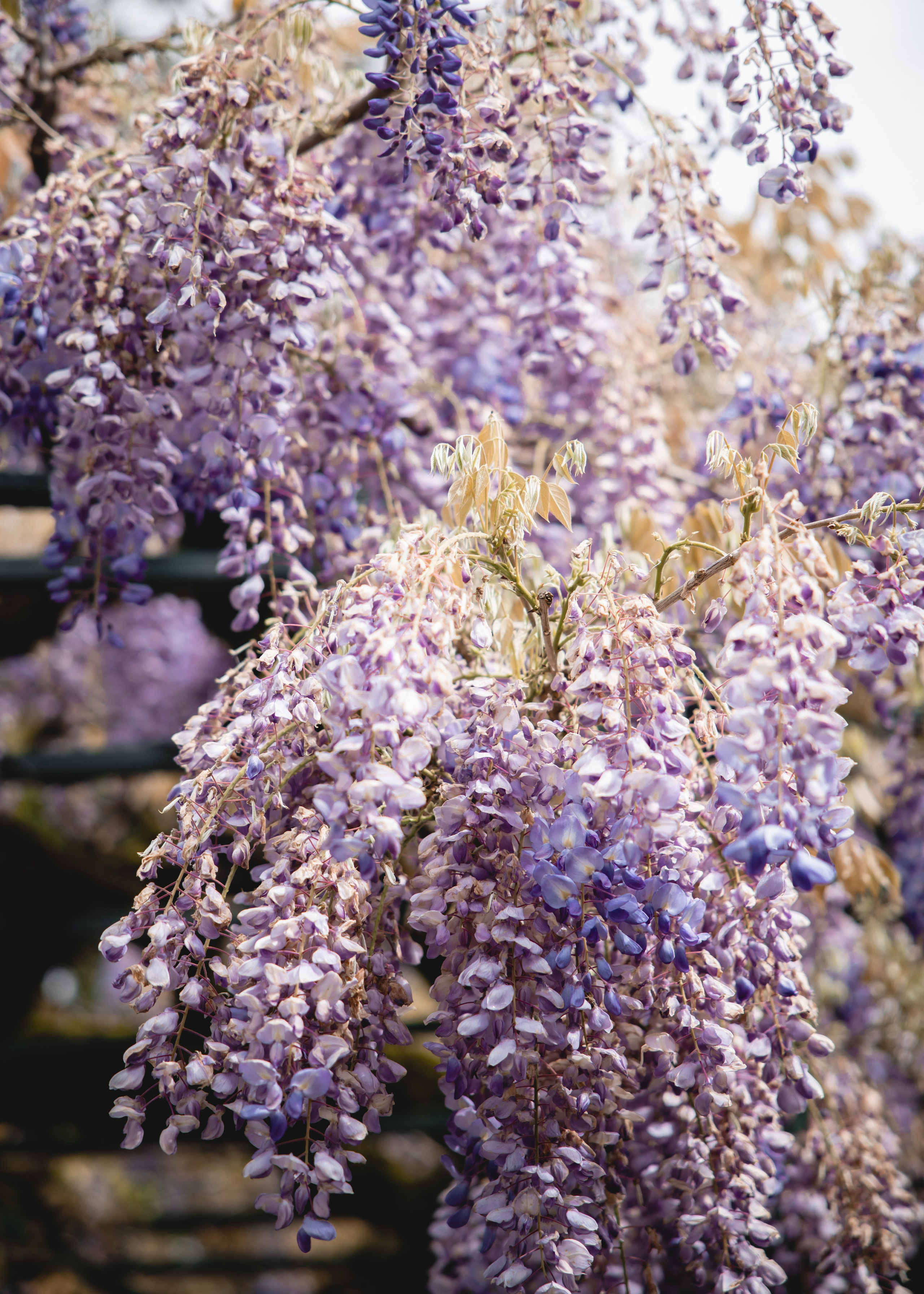 Tuscany Wedding Villa La Commenda Concordia. Professional wedding photographer in Copenhagen, Denmark — Julia Byron