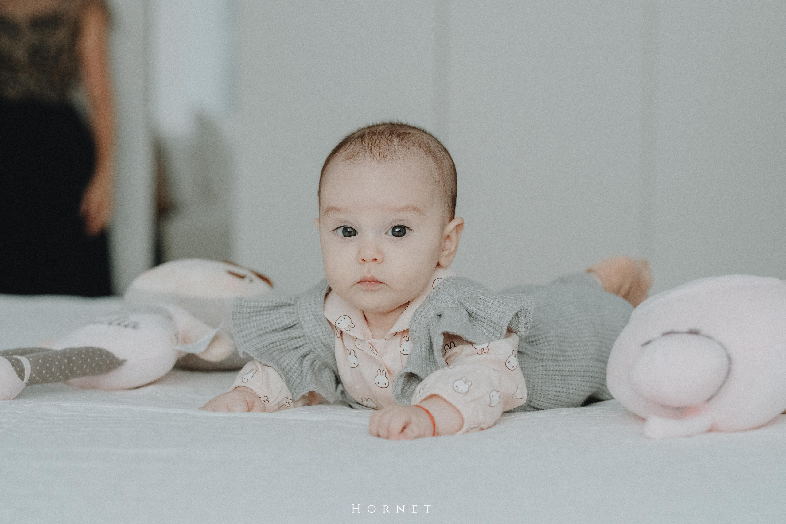 Amelia. Hornetart