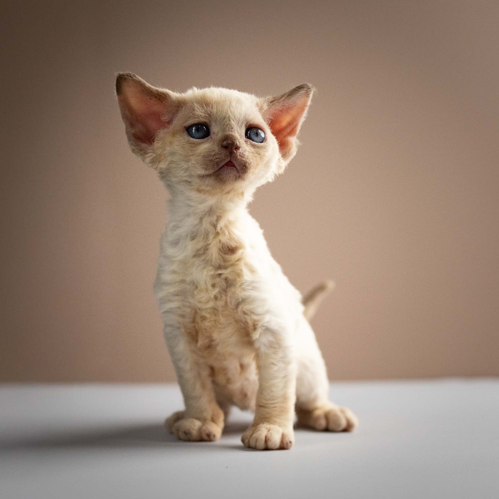 Rosalie,  girl, born 05.08.26. Devon Rex Pixie Cattery