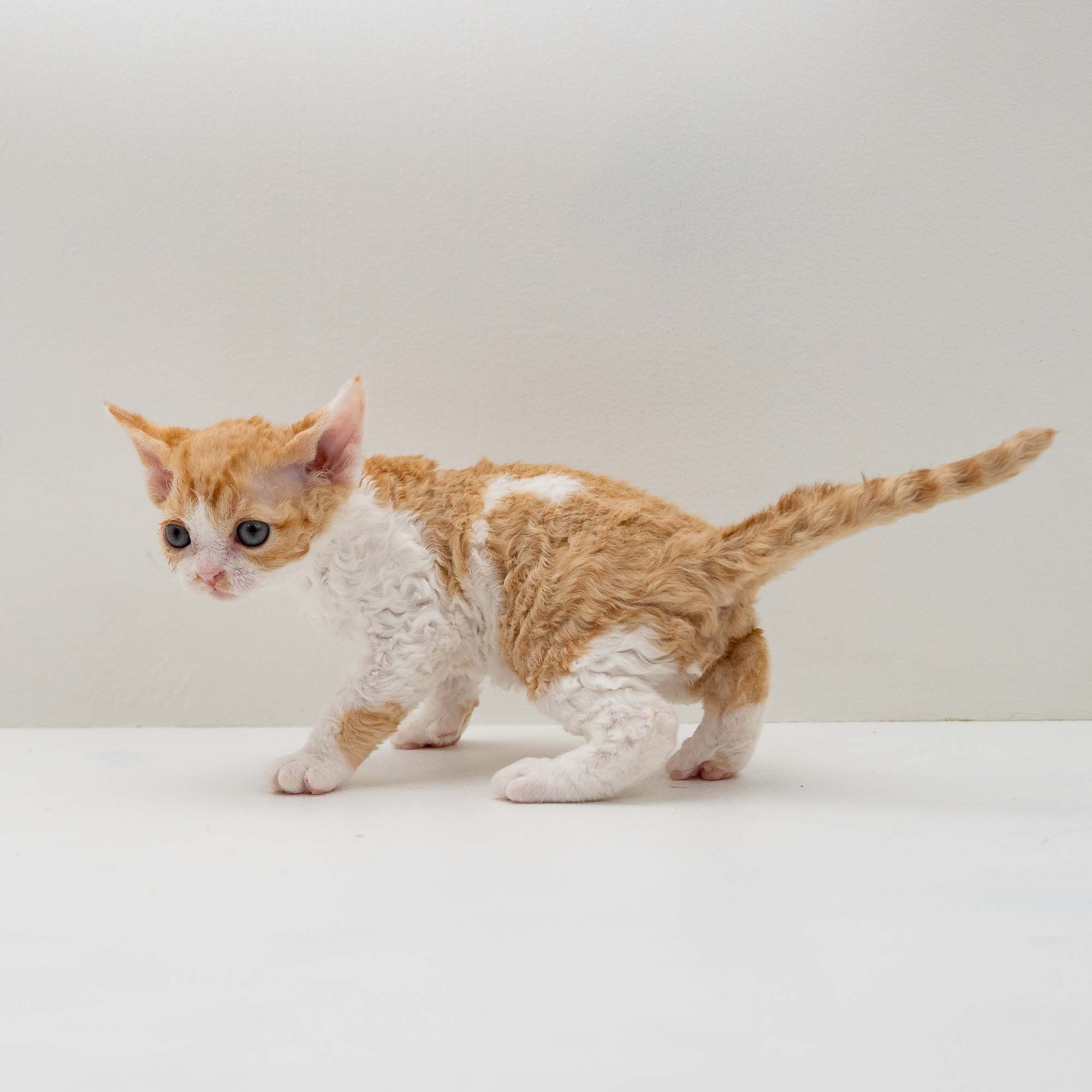 Gece, boy, born on 01.18.25. Devon Rex Pixie Cattery