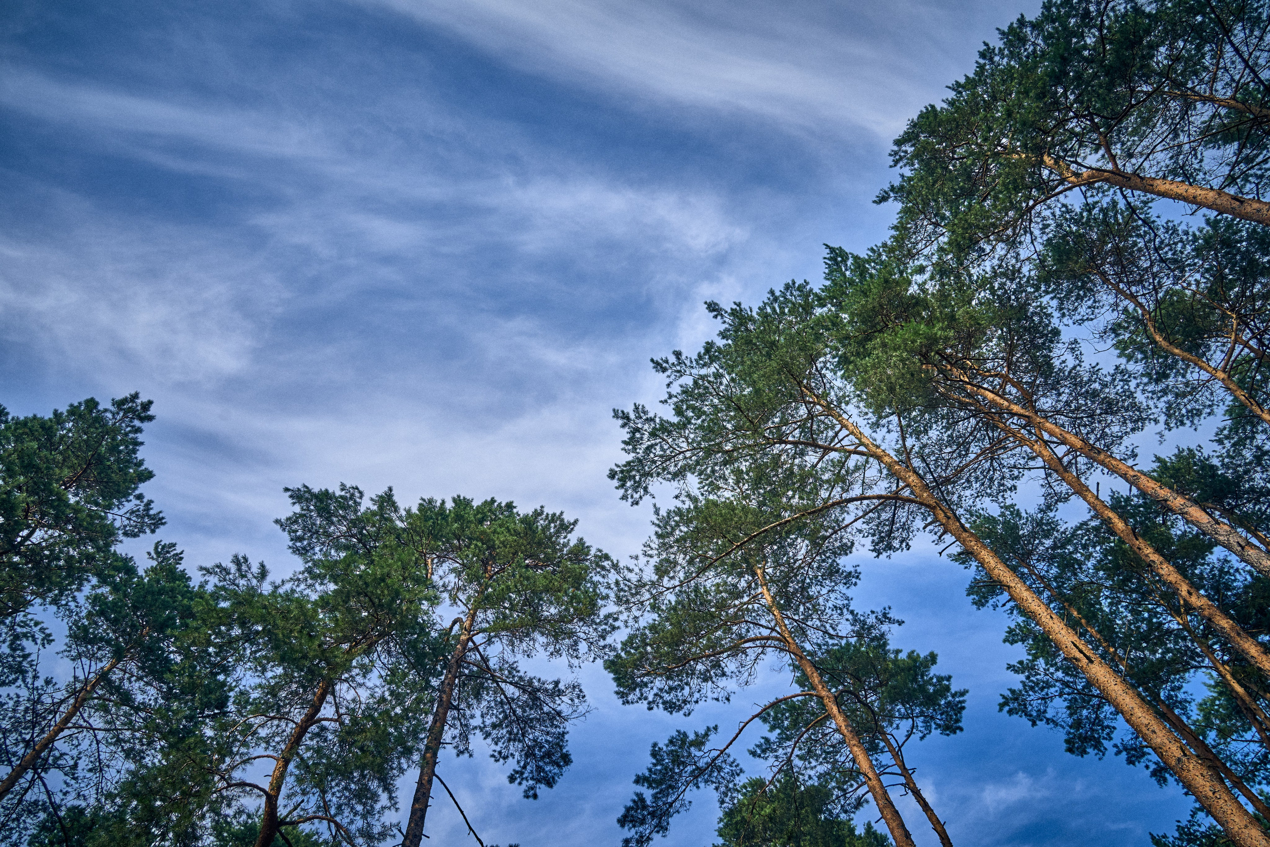 Organic Festival 2024. Андрей Шипилов — Фотография & Видеография