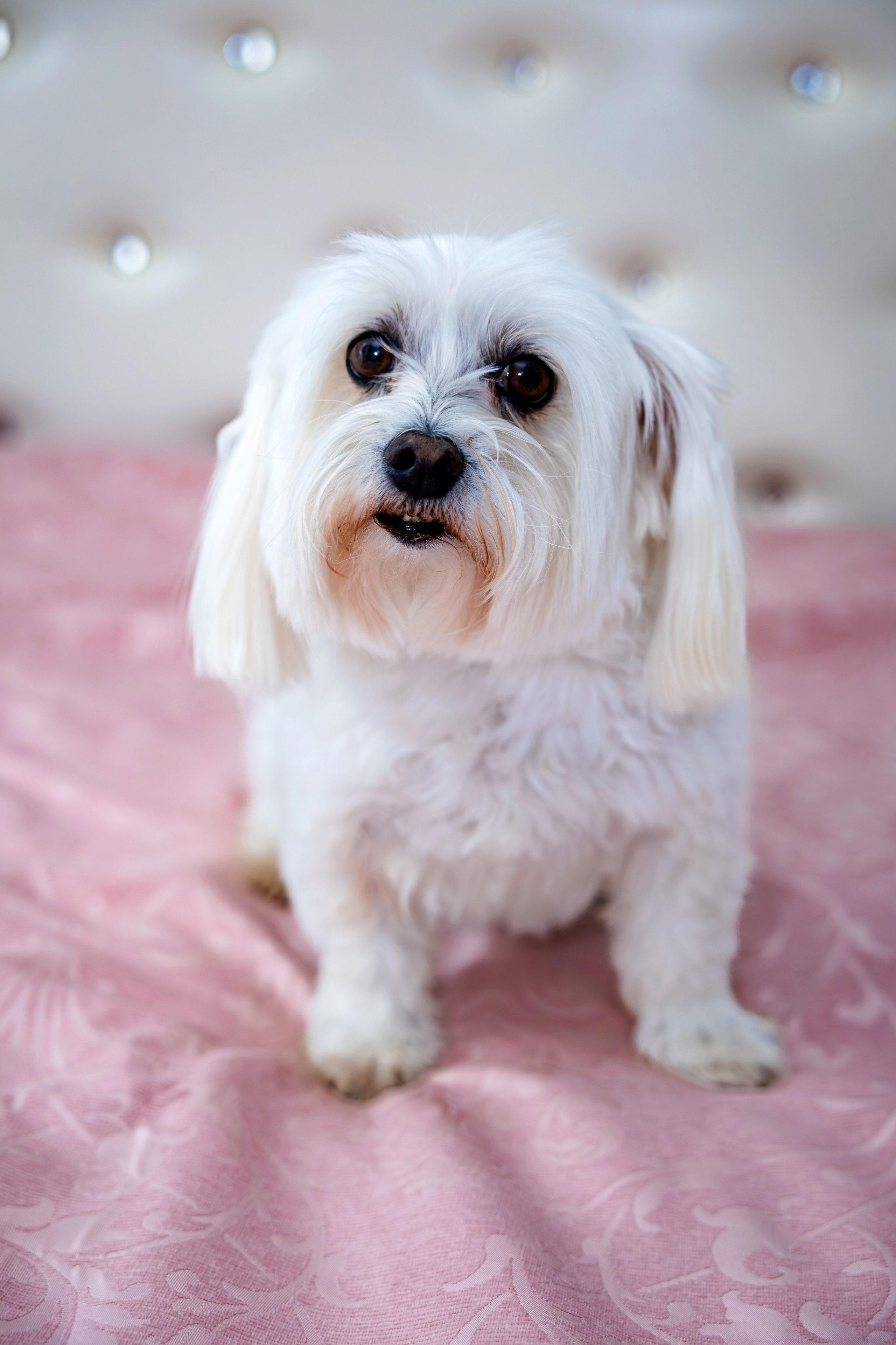 Iris Stefania. Moments By Gub