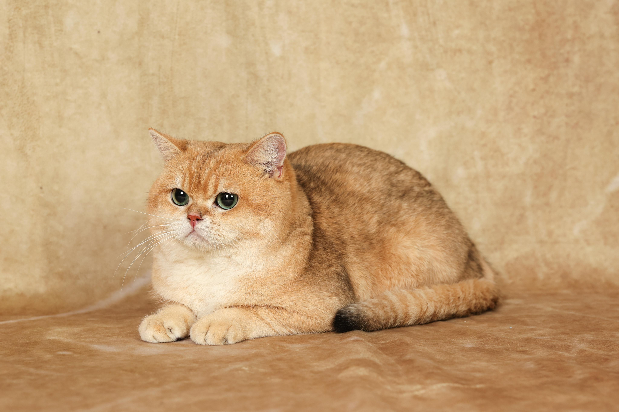 Cats. Time machine Studio