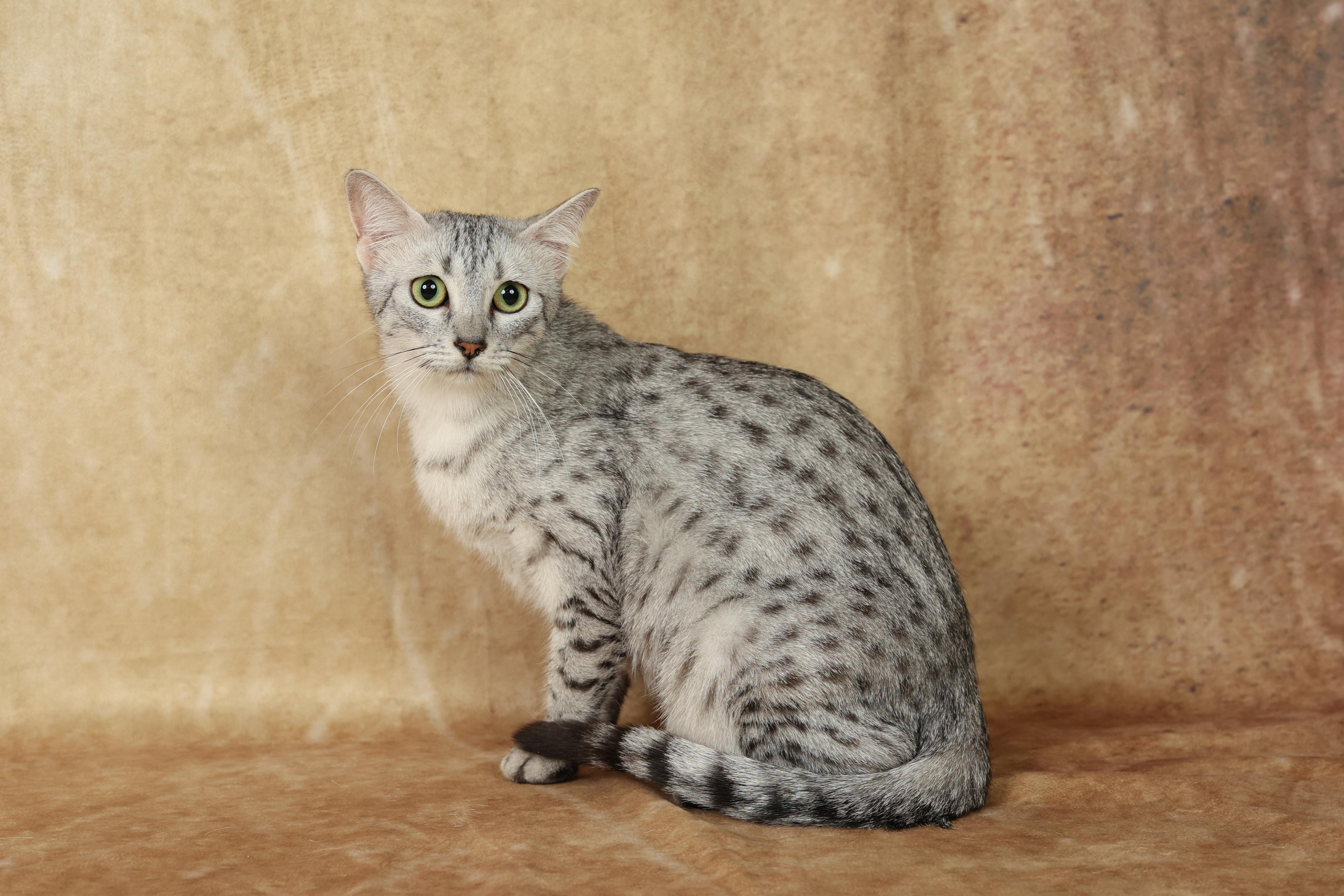 Cats. Time machine Studio