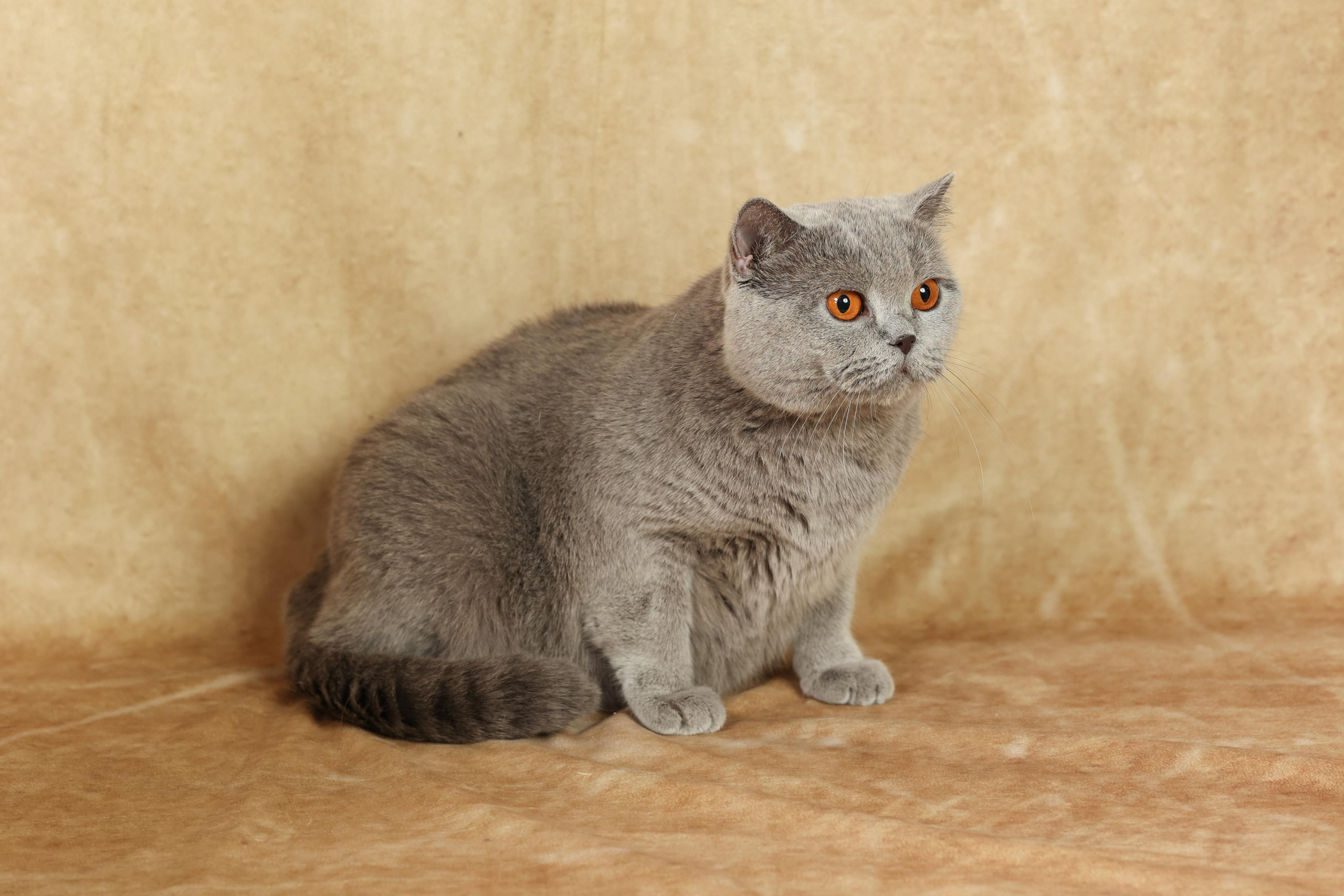 Cats. Time machine Studio