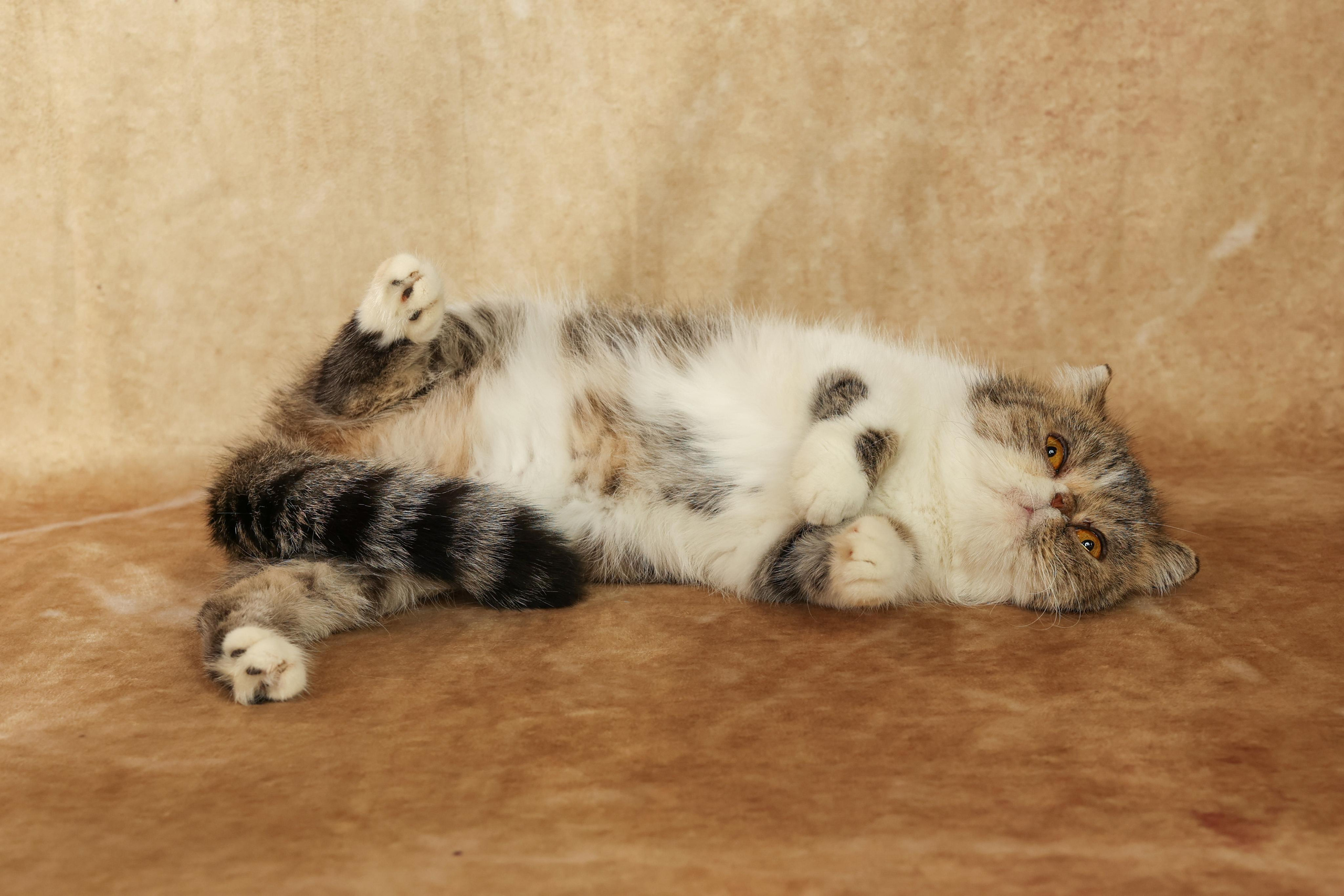 Cats. Time machine Studio